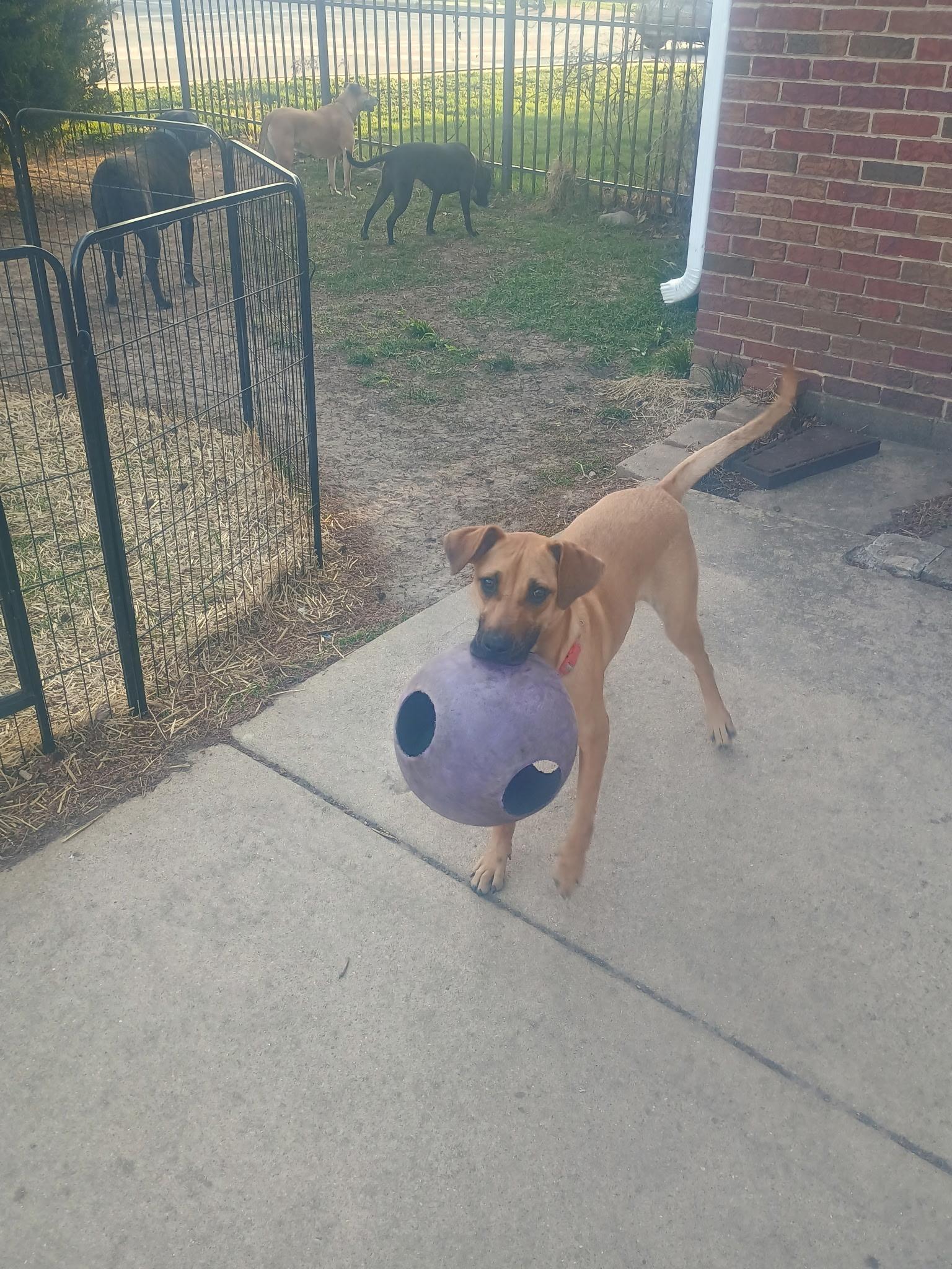 Enlarge Loretta, a ADOPTABLE mixed breed in Mokena, IL image 2/5
