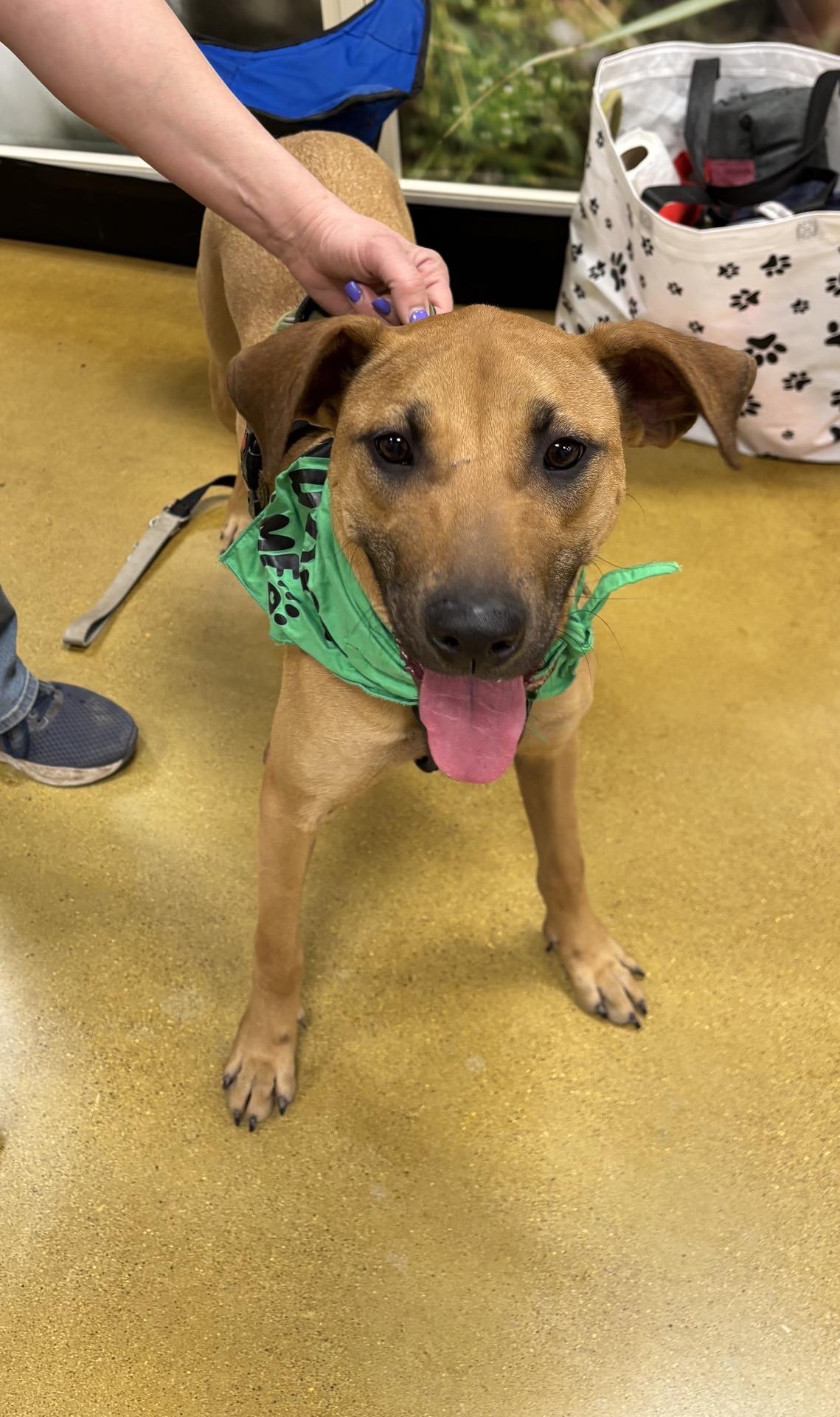 Enlarge Loretta, a ADOPTABLE mixed breed in Mokena, IL image 5/5