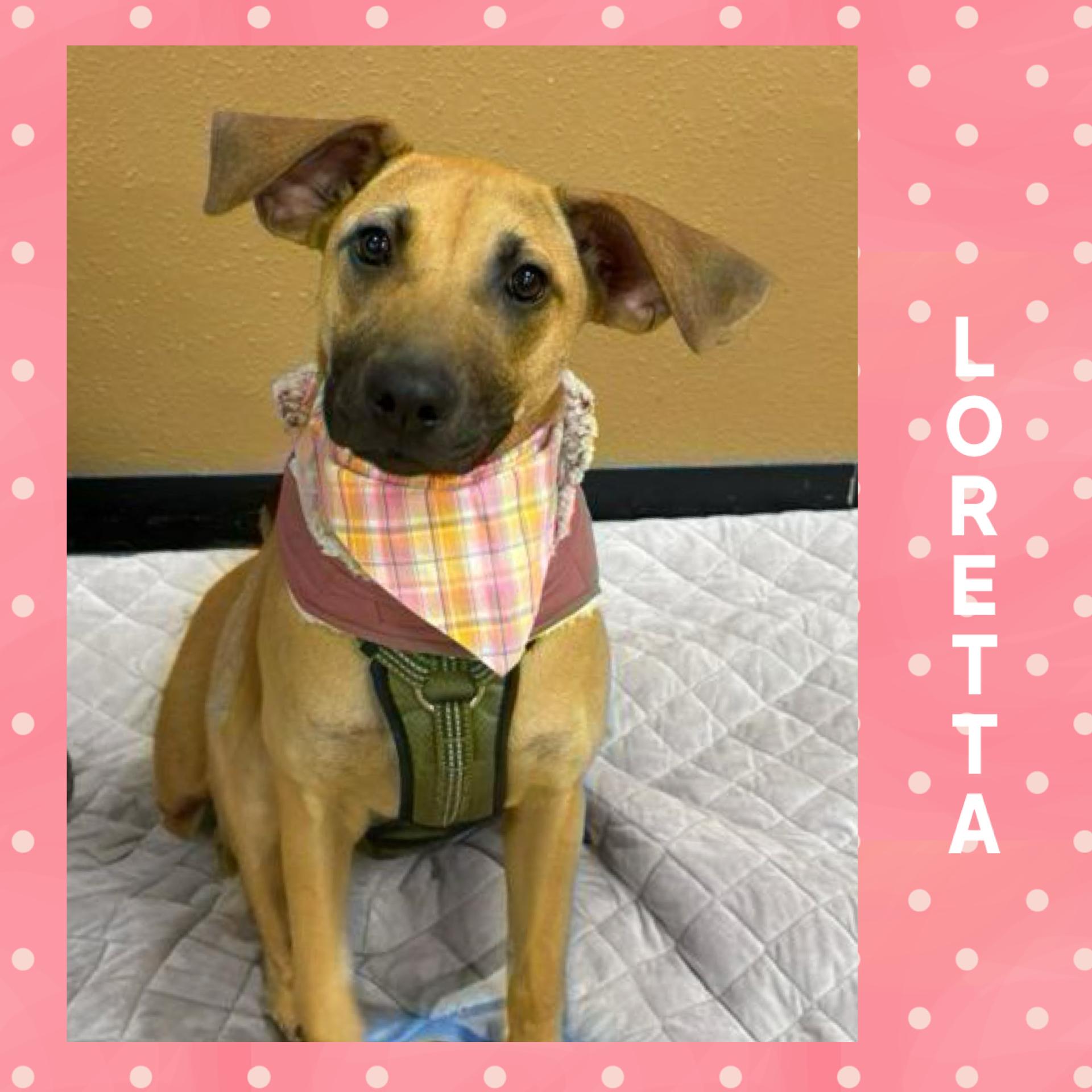 Enlarge Loretta, a ADOPTABLE mixed breed in Mokena, IL image 1/5