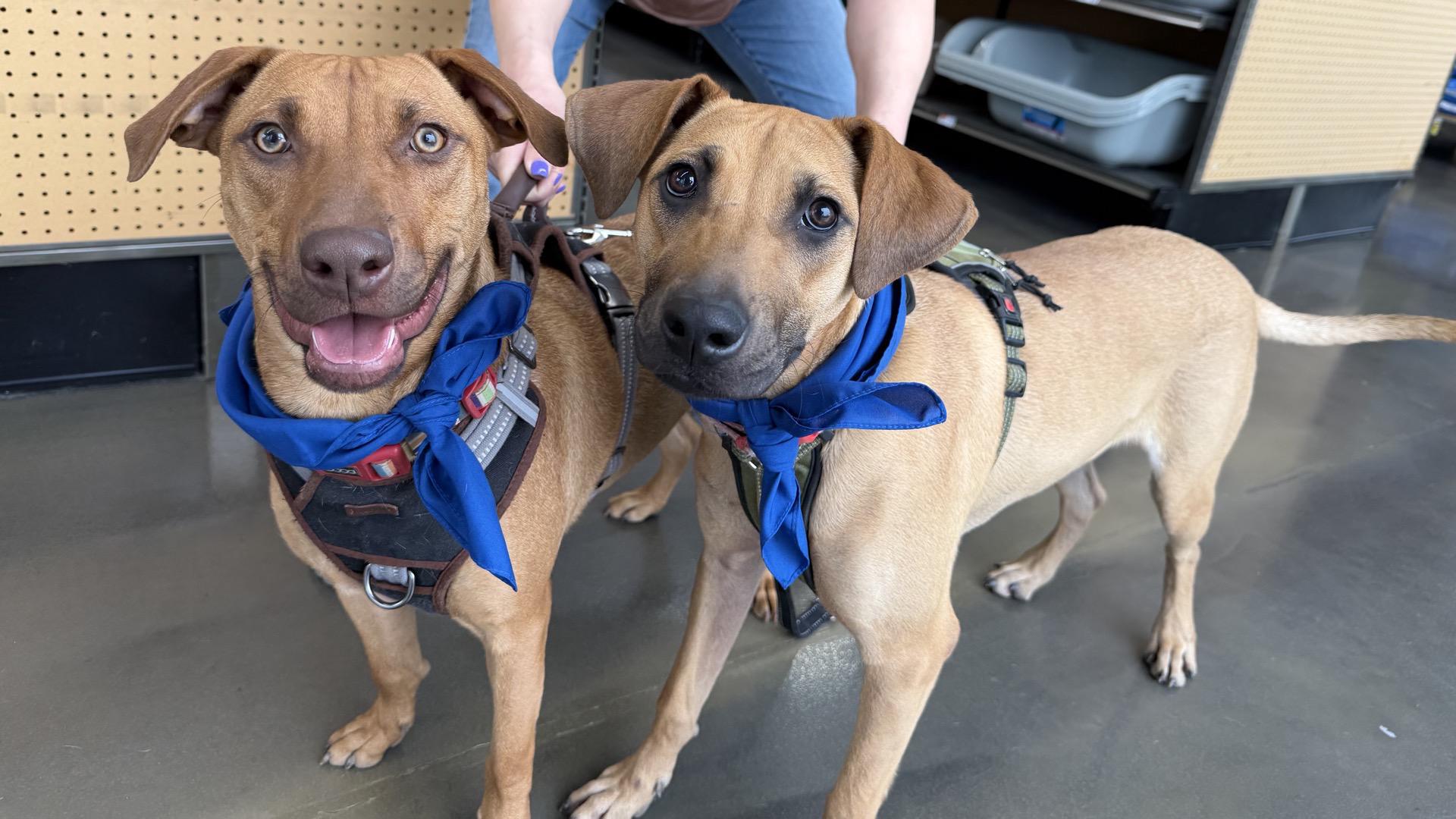 Enlarge Loretta, a ADOPTABLE mixed breed in Mokena, IL image 4/5