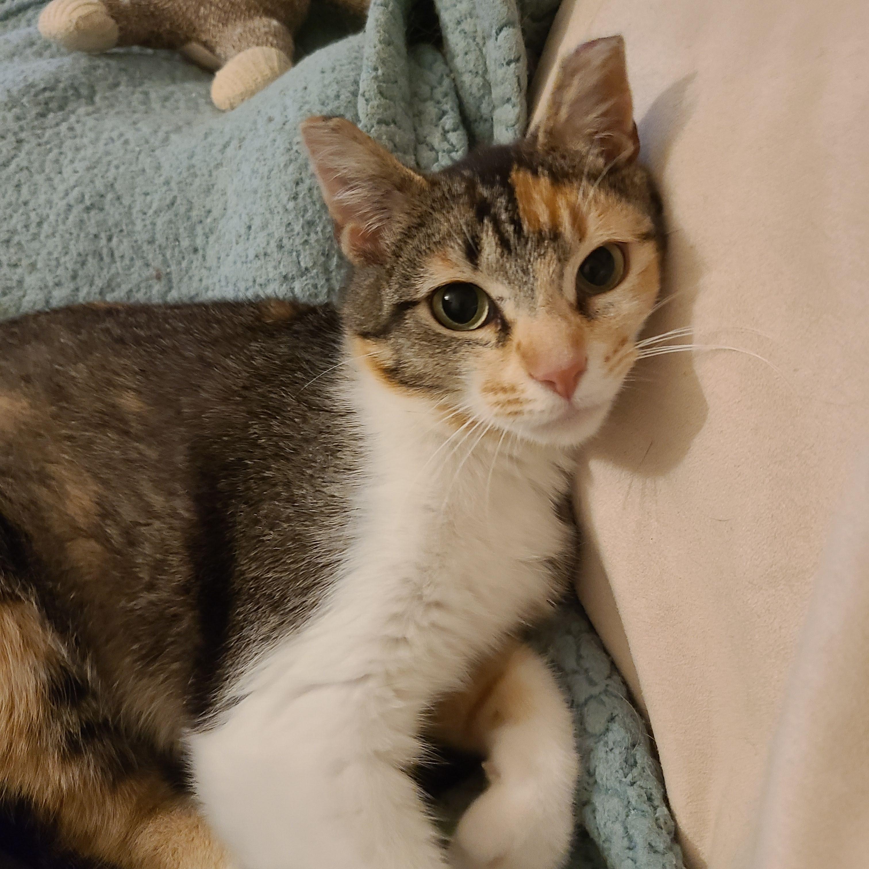 Tillie McDonald, Adoptable, Young Female American Shorthair & Calico.