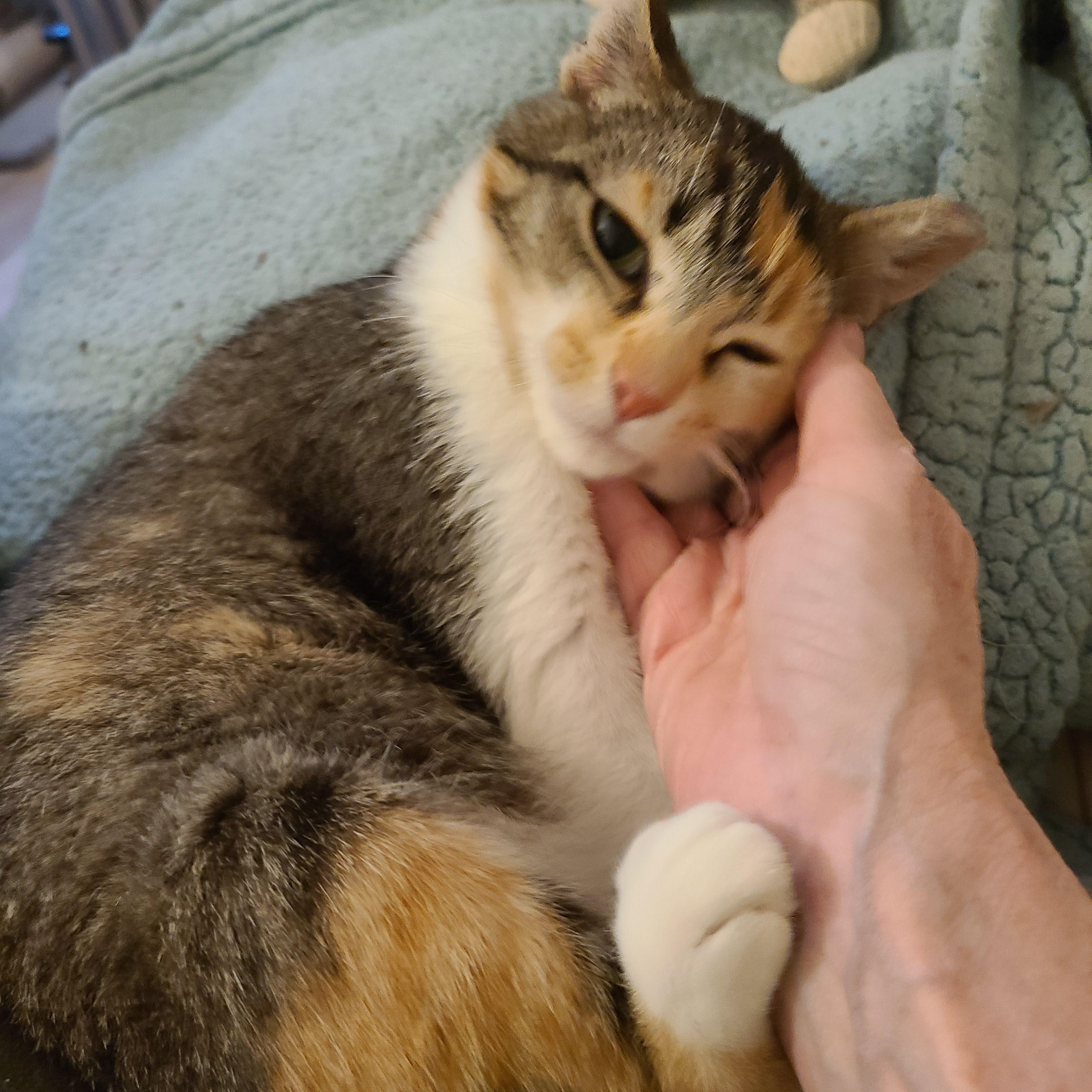 Tillie McDonald, a Adoptable mixed breed in Cleveland, OH image 3/3