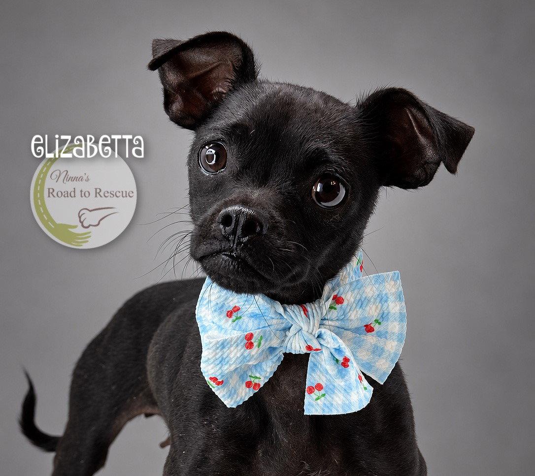 Enlarge Elizabetta, a Adoptable mixed breed in Benton, LA image 1/2