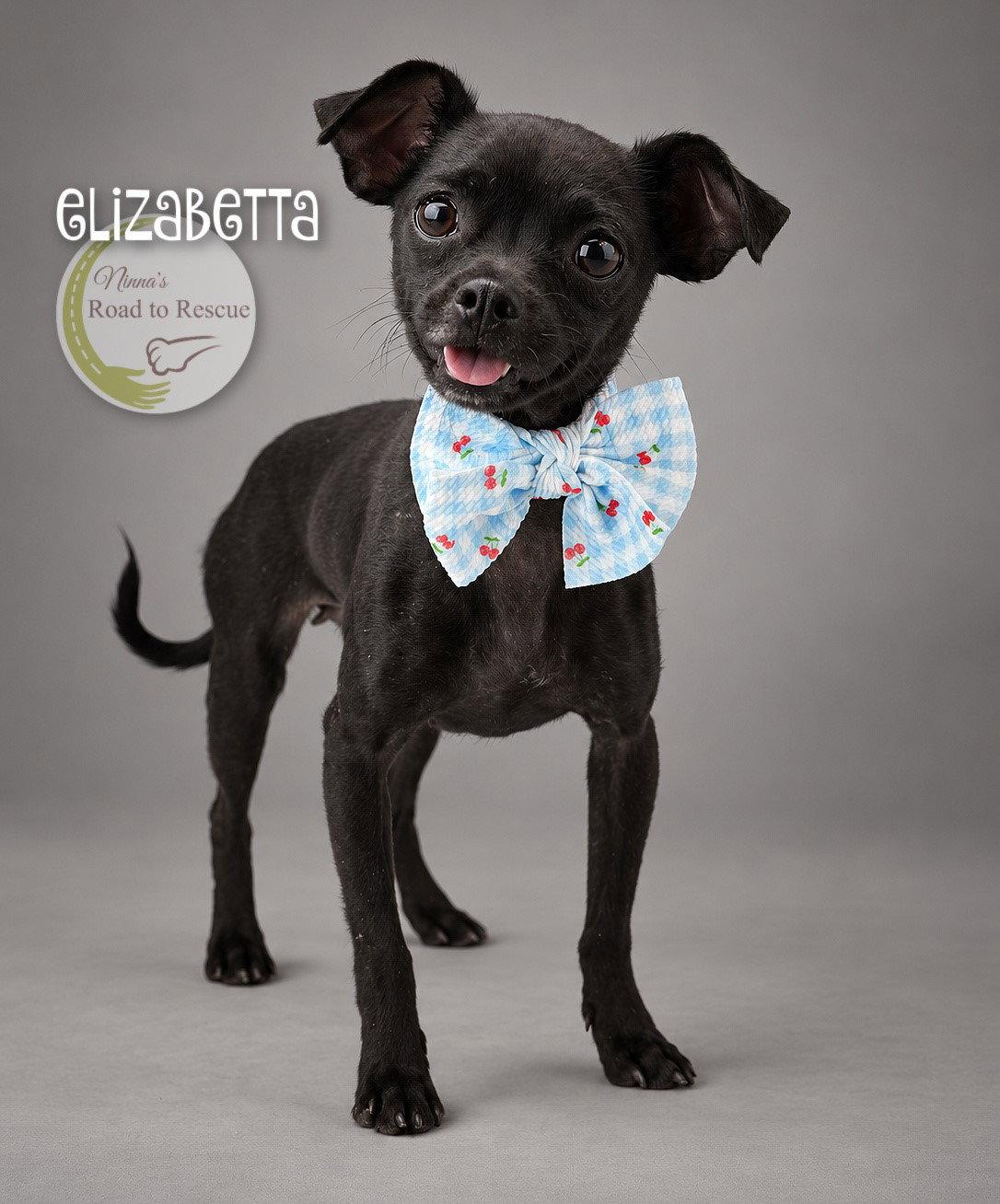 Enlarge Elizabetta, a Adoptable mixed breed in Benton, LA image 2/2