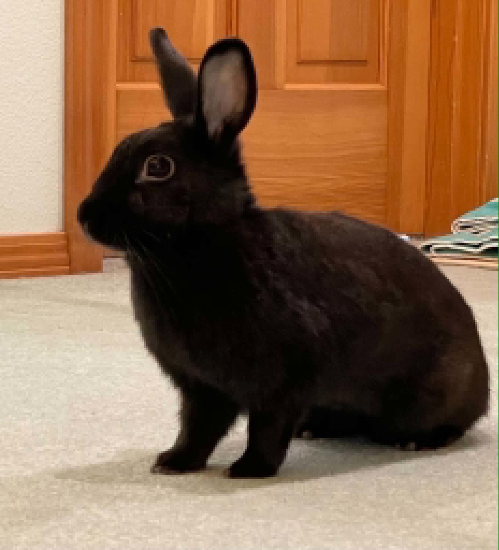 Enlarge Toddy, a Adoptable Bunny Rabbit in Milwaukie, OR image 1/3