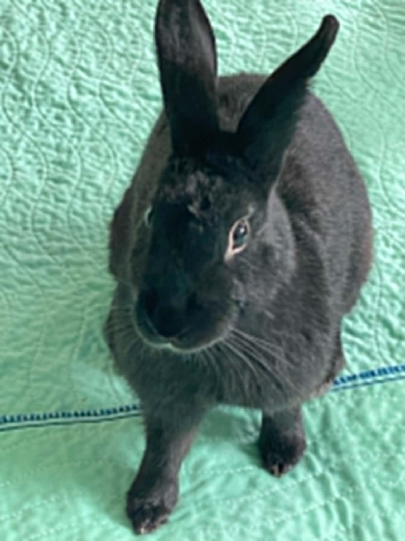 Enlarge Toddy, a Adoptable Bunny Rabbit in Milwaukie, OR image 2/3