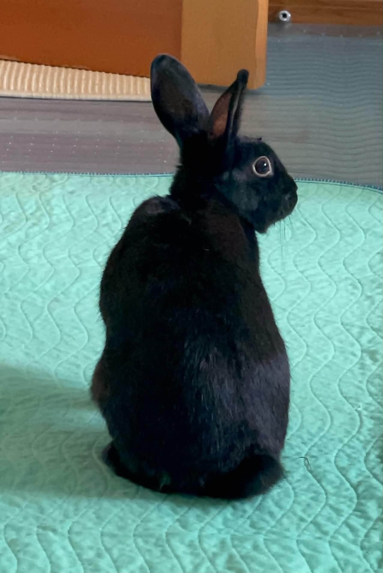 Enlarge Toddy, a Adoptable Bunny Rabbit in Milwaukie, OR image 3/3
