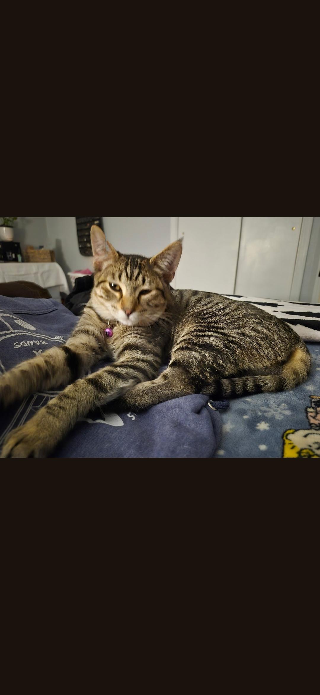 Enlarge Patch, a Adopted Domestic Short Hair in Twin Falls, ID image 1/1