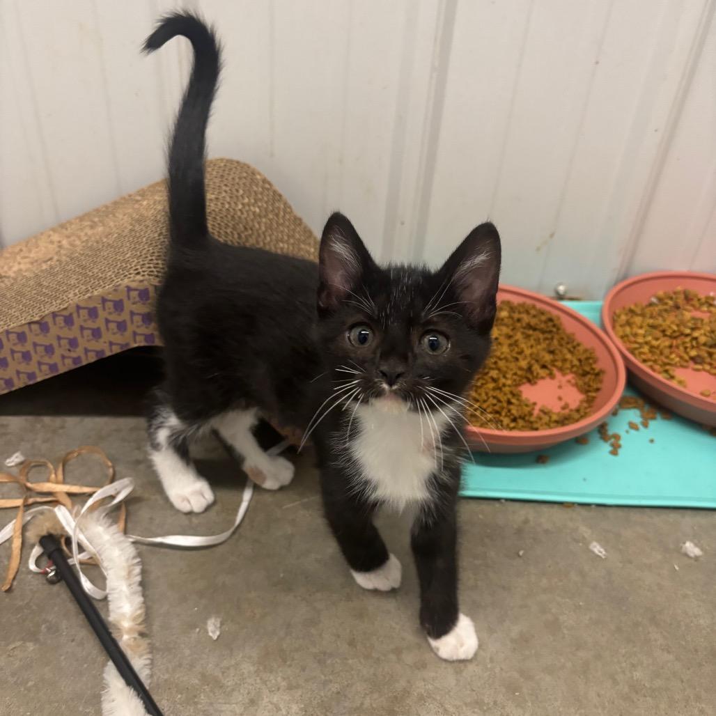 Larry, a Adoptable Domestic Short Hair in Brookfield, MO image 1/2