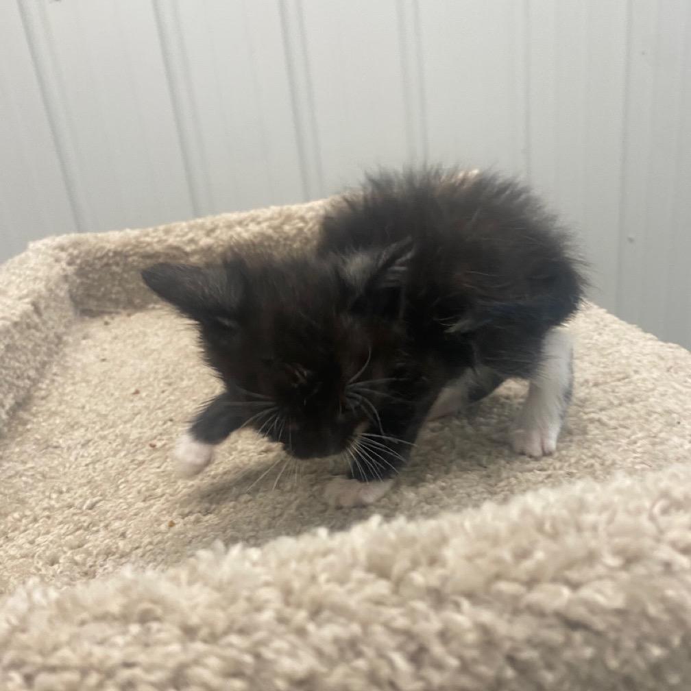 Larry, a Adoptable Domestic Short Hair in Brookfield, MO image 2/2