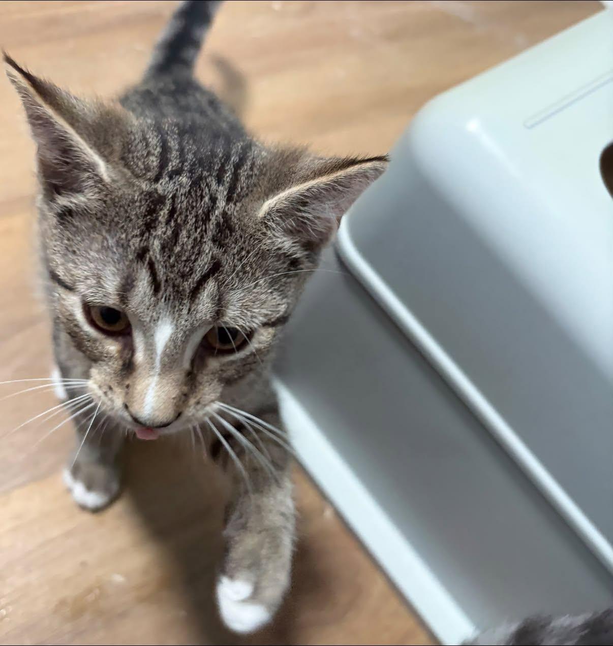 Parker, ADOPTABLE, Kitten Male Domestic Short Hair.