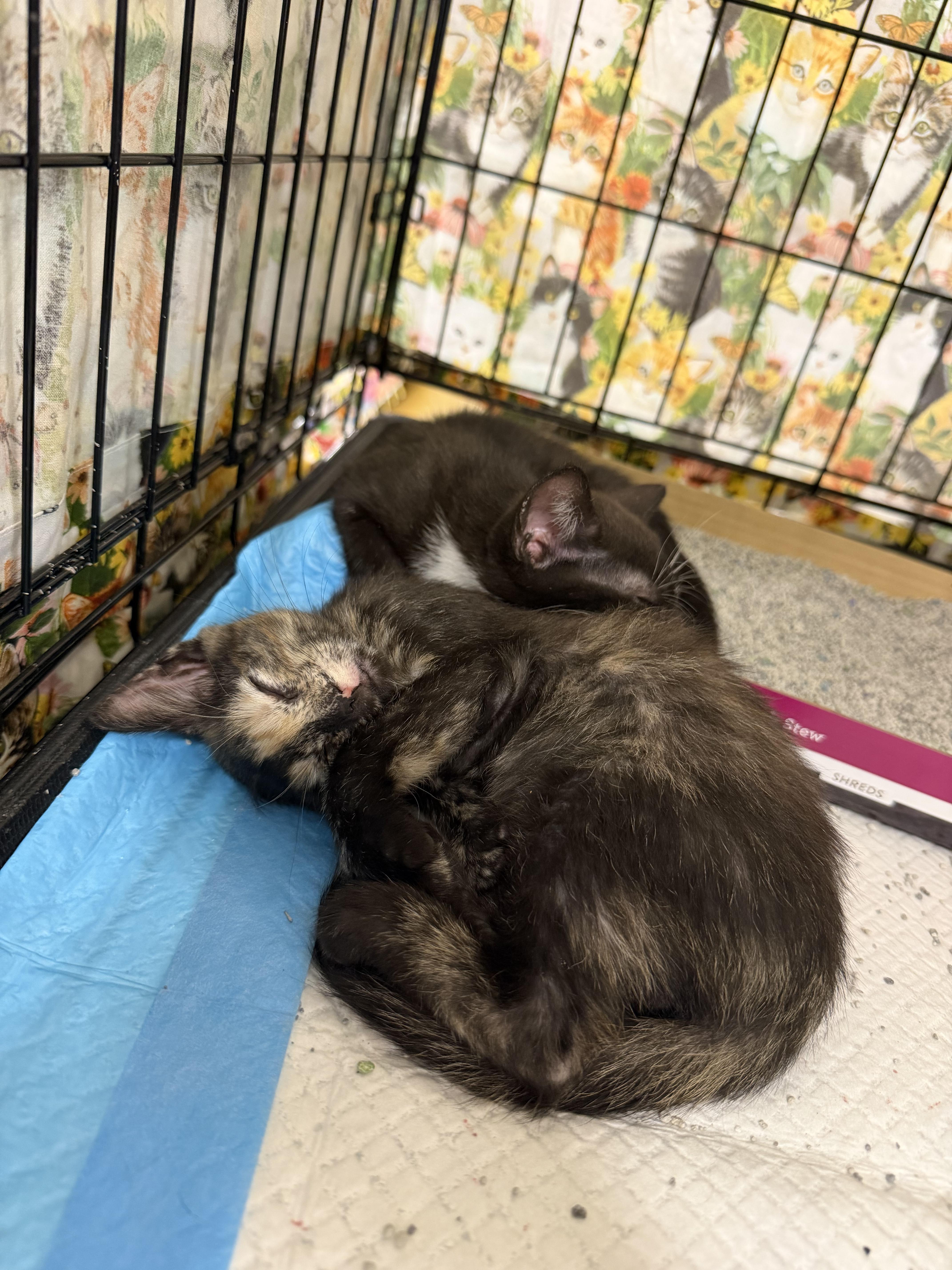 Jill, a ADOPTABLE Tortoiseshell in Bridgeton, NC image 2/3
