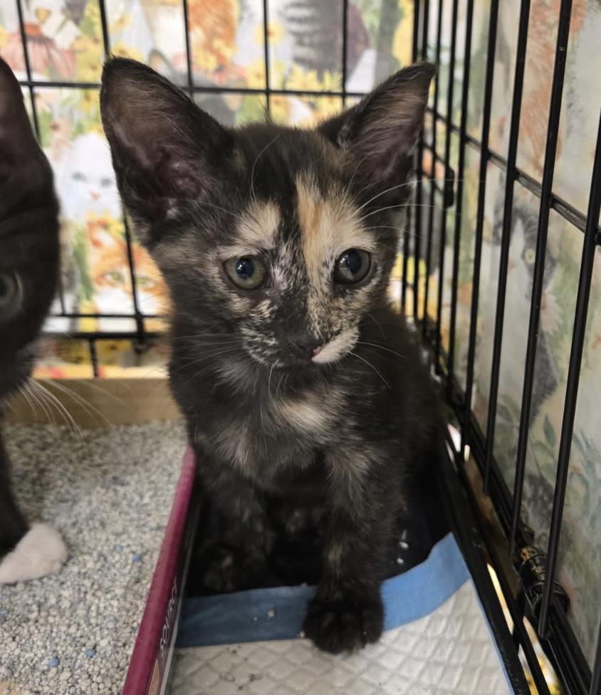 Jill, ADOPTABLE, Kitten Female Tortoiseshell.