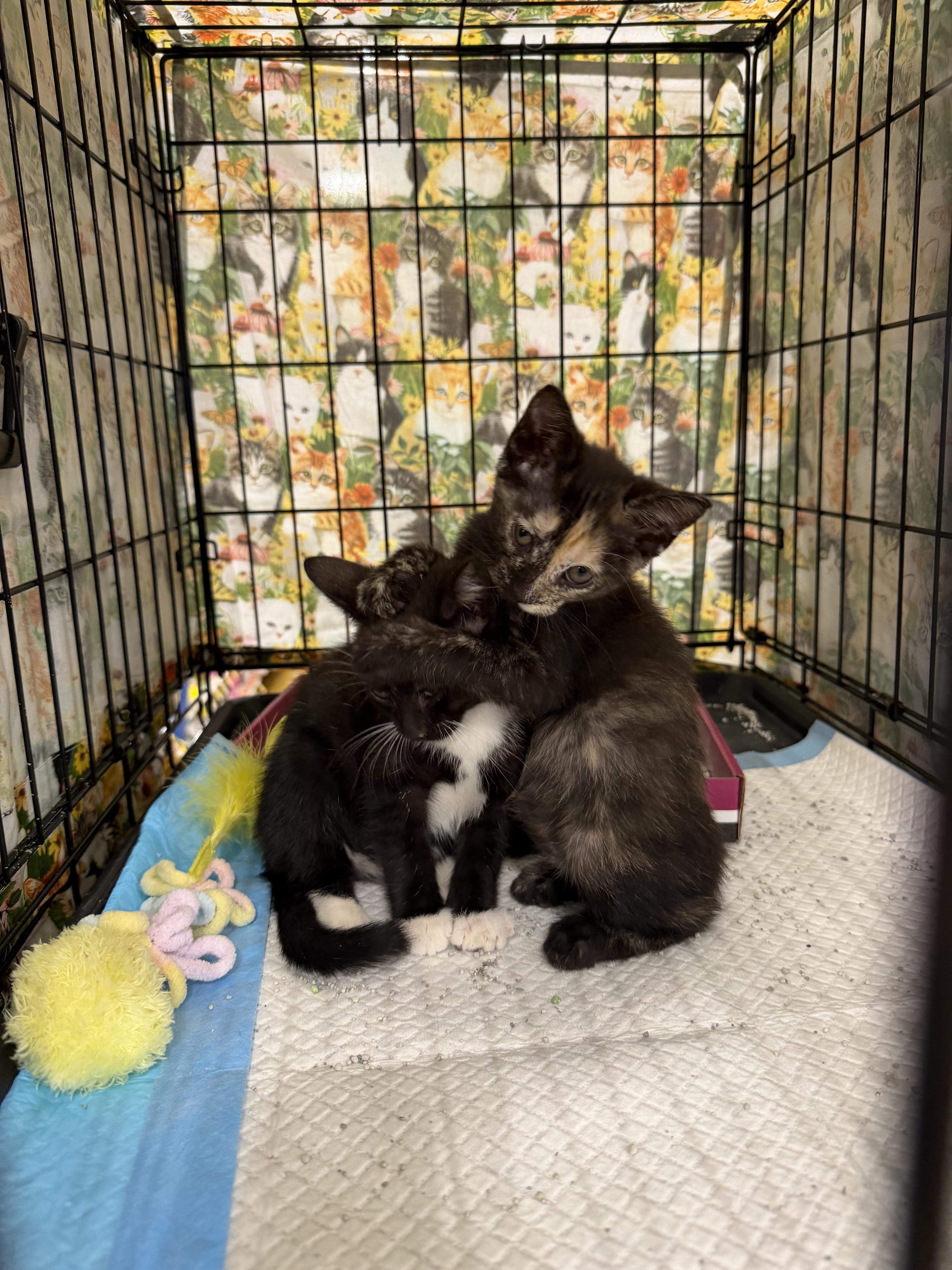 Jill, a ADOPTABLE Tortoiseshell in Bridgeton, NC image 3/3