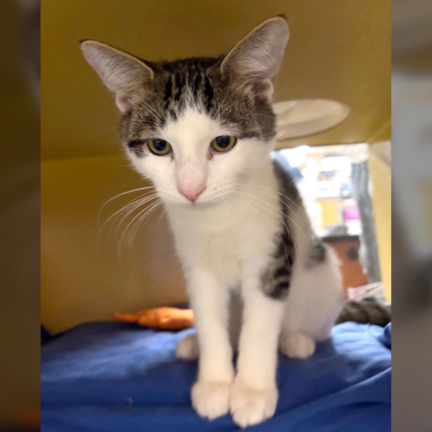 Enlarge Lance-3/8/26, an adopted Domestic Short Hair in Lambertville, NJ image 2/4