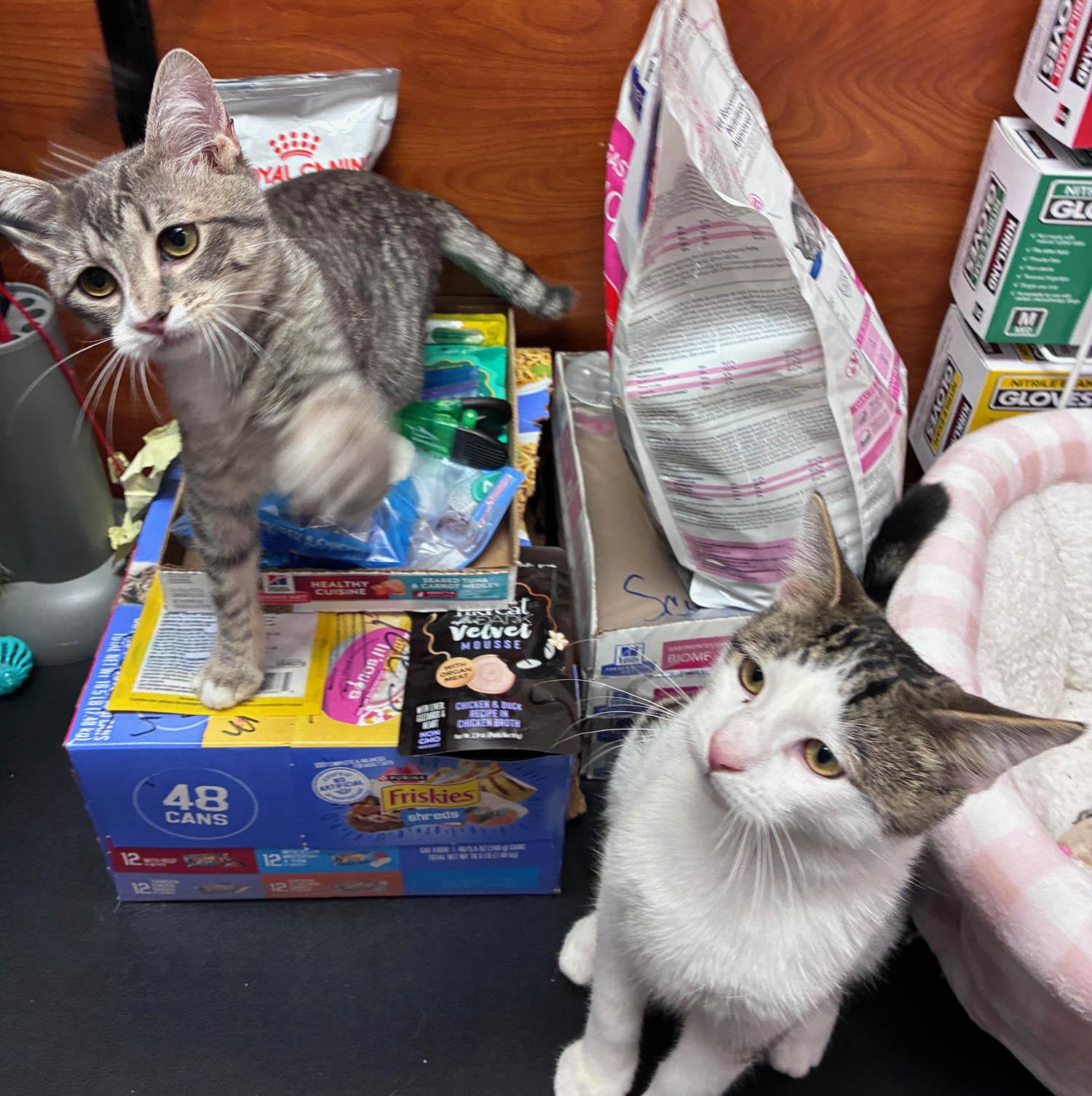 Enlarge Lance-3/8/26, an adopted Domestic Short Hair in Lambertville, NJ image 4/4