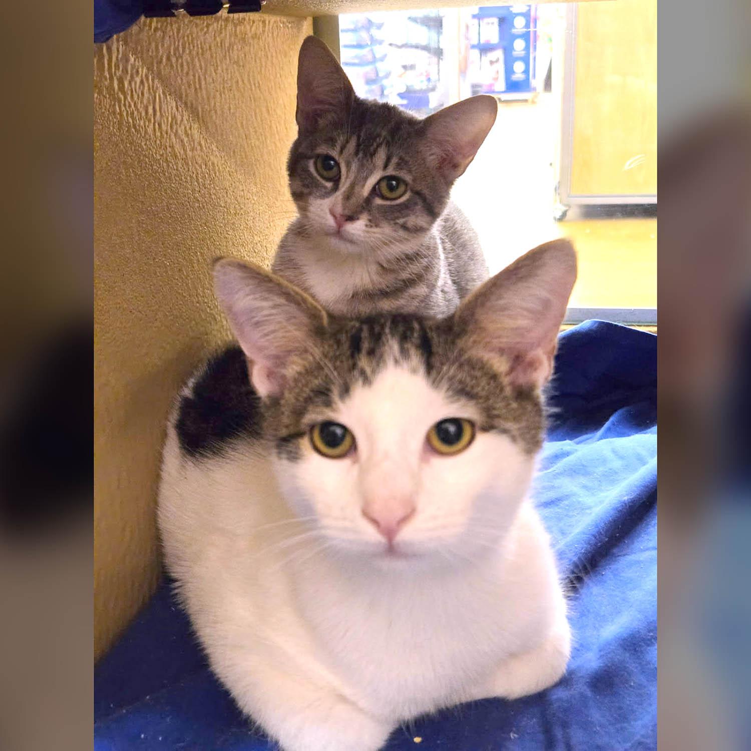 Enlarge Lance-3/8/26, an adopted Domestic Short Hair in Lambertville, NJ image 1/4