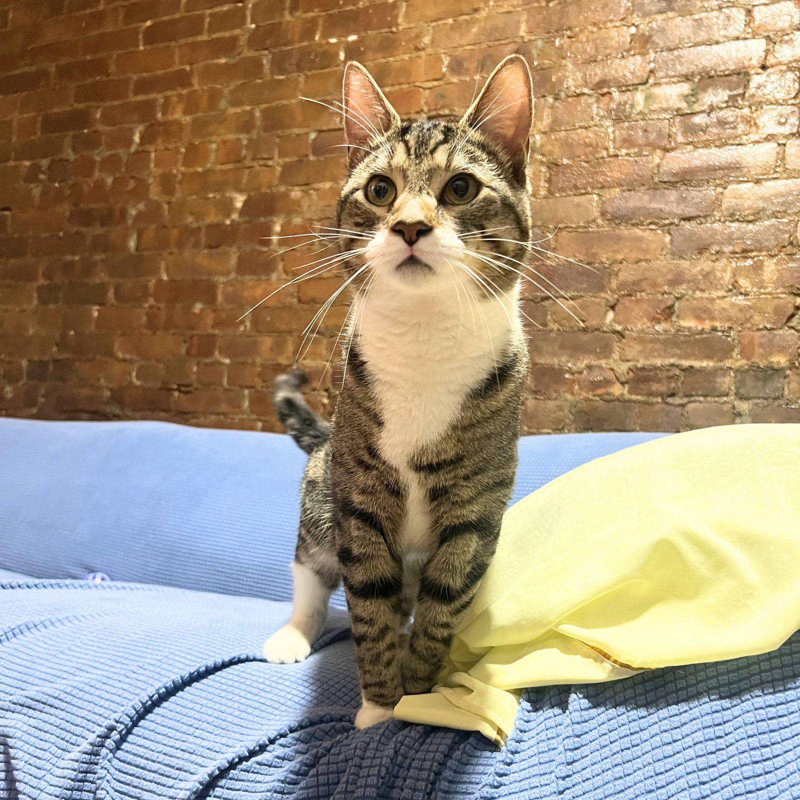 Checkpoint, a Adopted Domestic Short Hair in Brooklyn, NY image 2/2