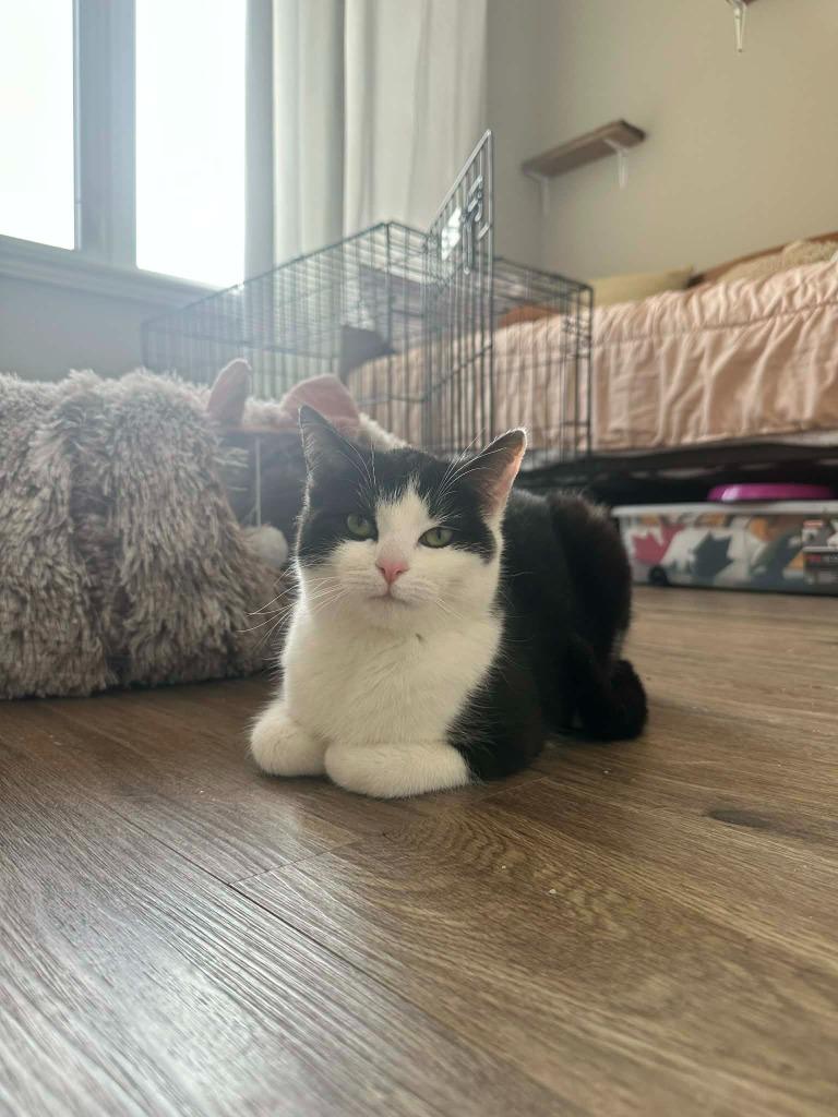 Willow 6, Adoptable, Kitten Female Domestic Short Hair.