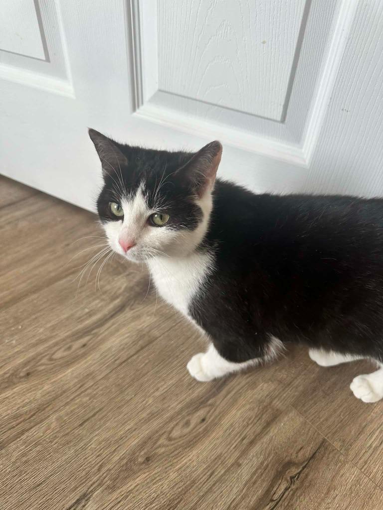 Enlarge Willow 6, a Adoptable Domestic Short Hair in Arthur, ON image 2/2