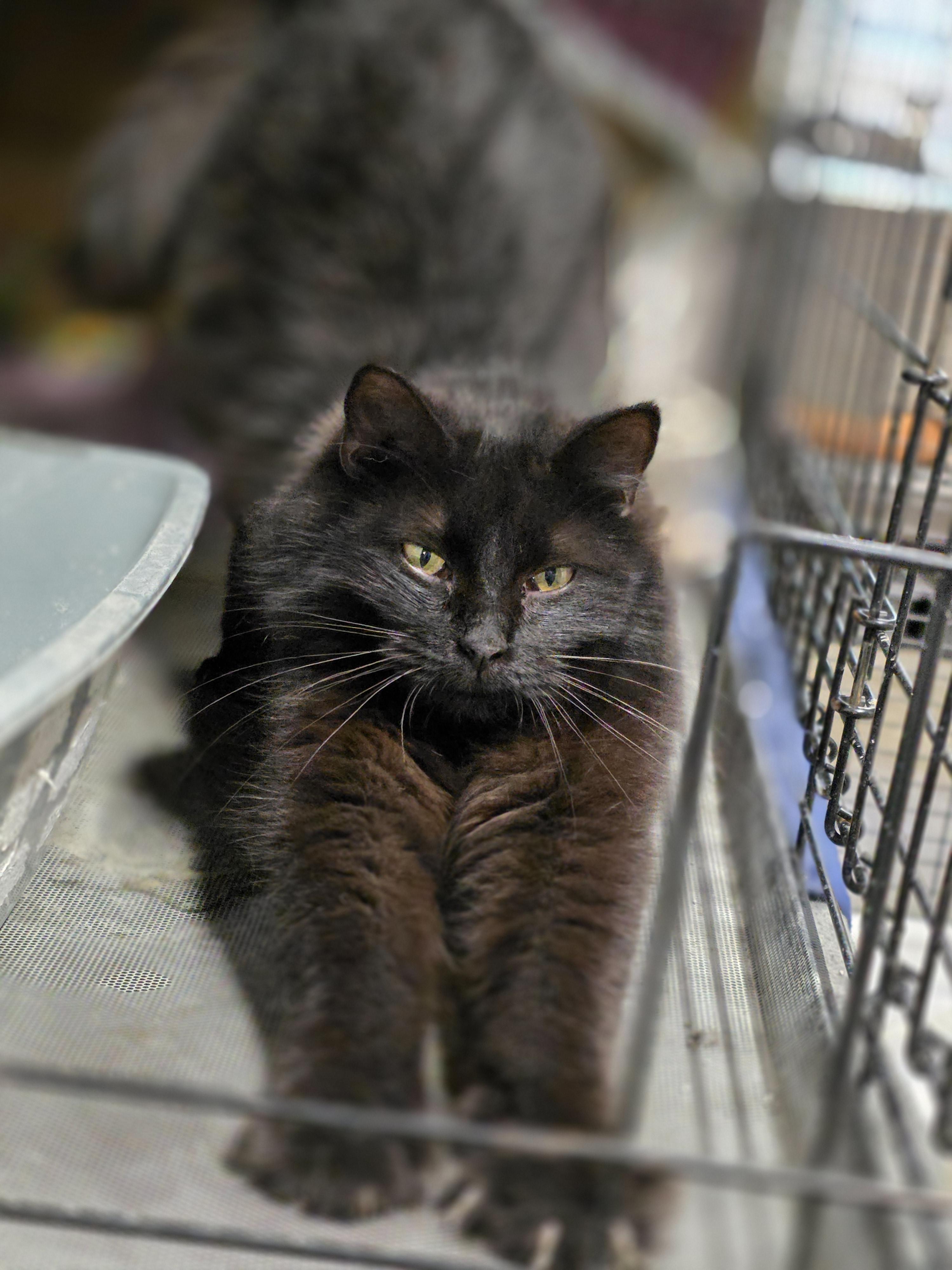 Jinkies, Adoptable, Adult Female Domestic Long Hair.