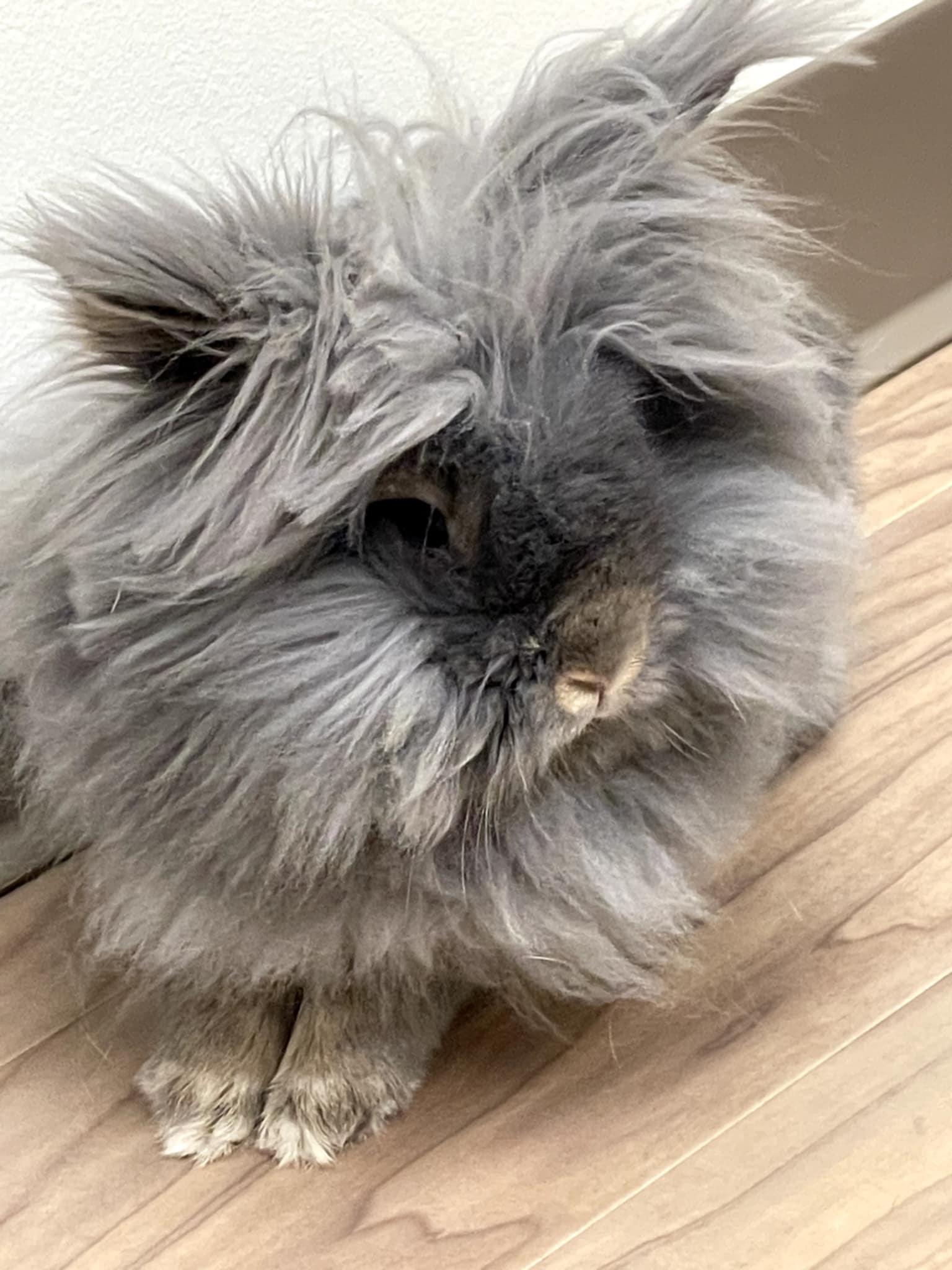 Furbie, a Adoptable Jersey Wooly in Aurora, IL image 1/2