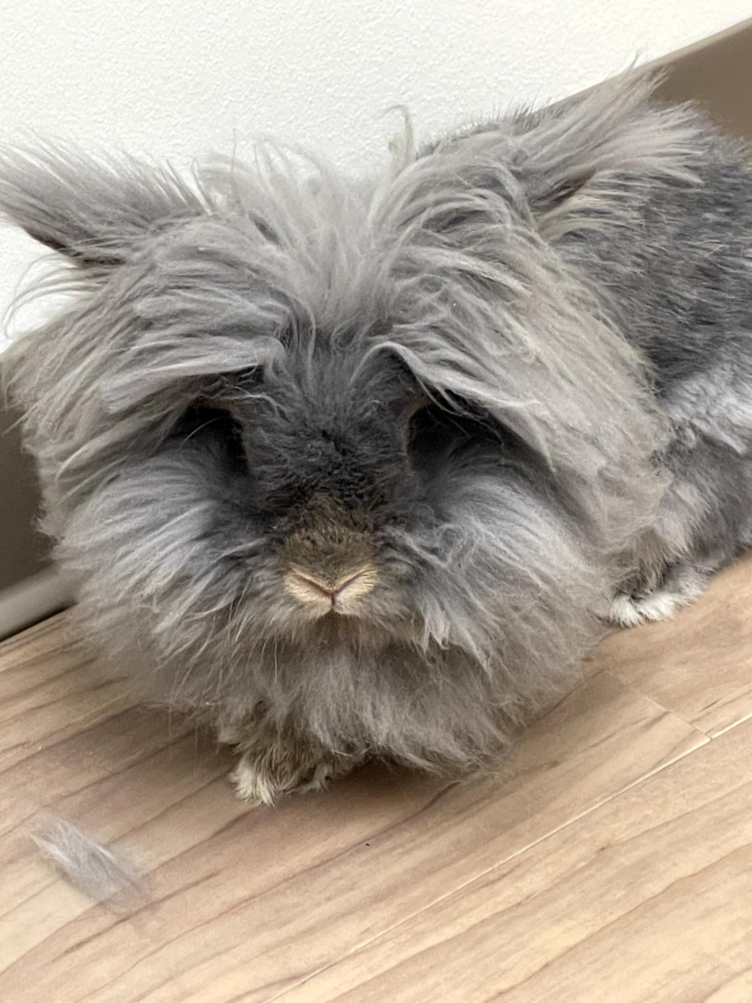 Furbie, a Adoptable Jersey Wooly in Aurora, IL image 2/2