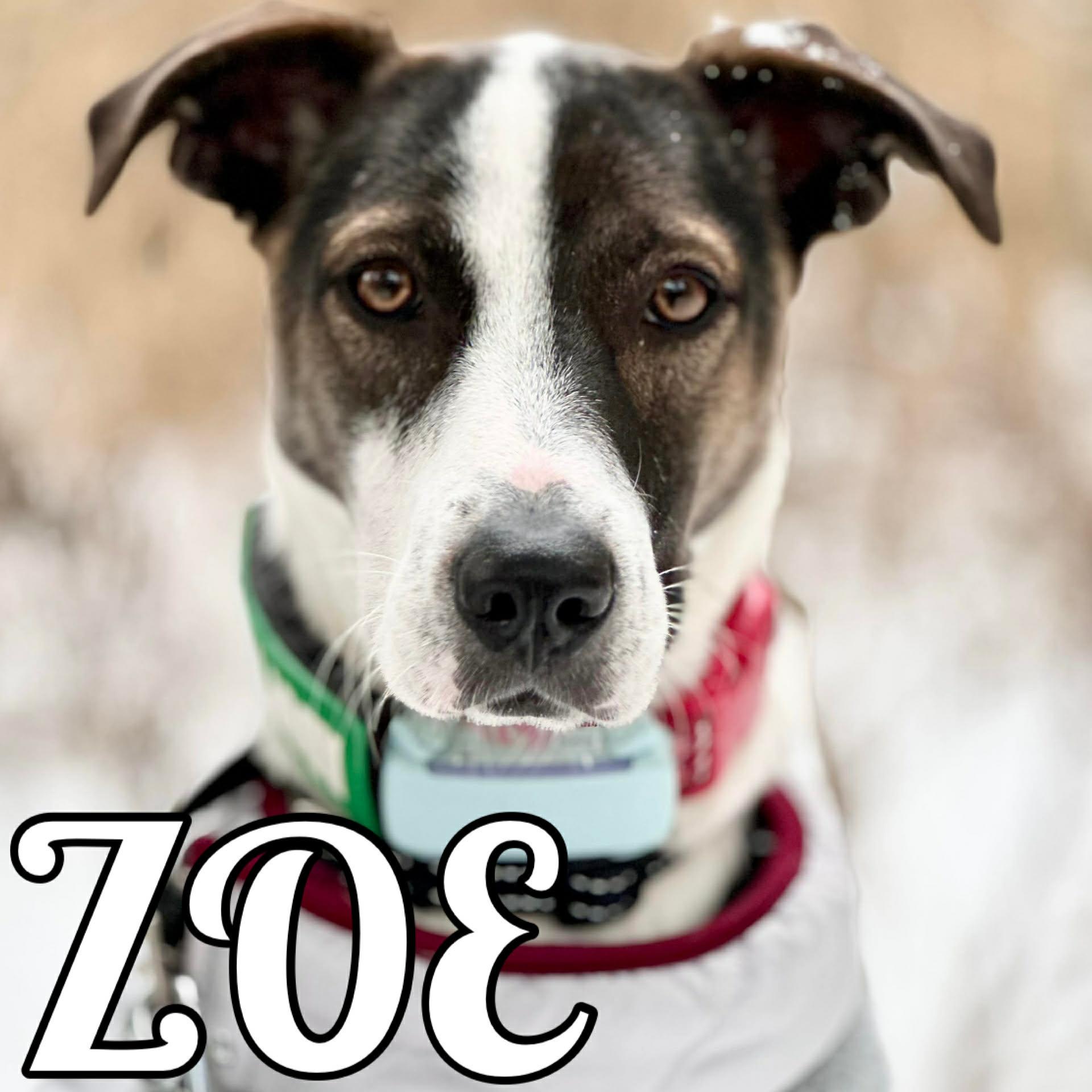 Enlarge Zoe, a Adoptable mixed breed in Brantford, ON image 4/6