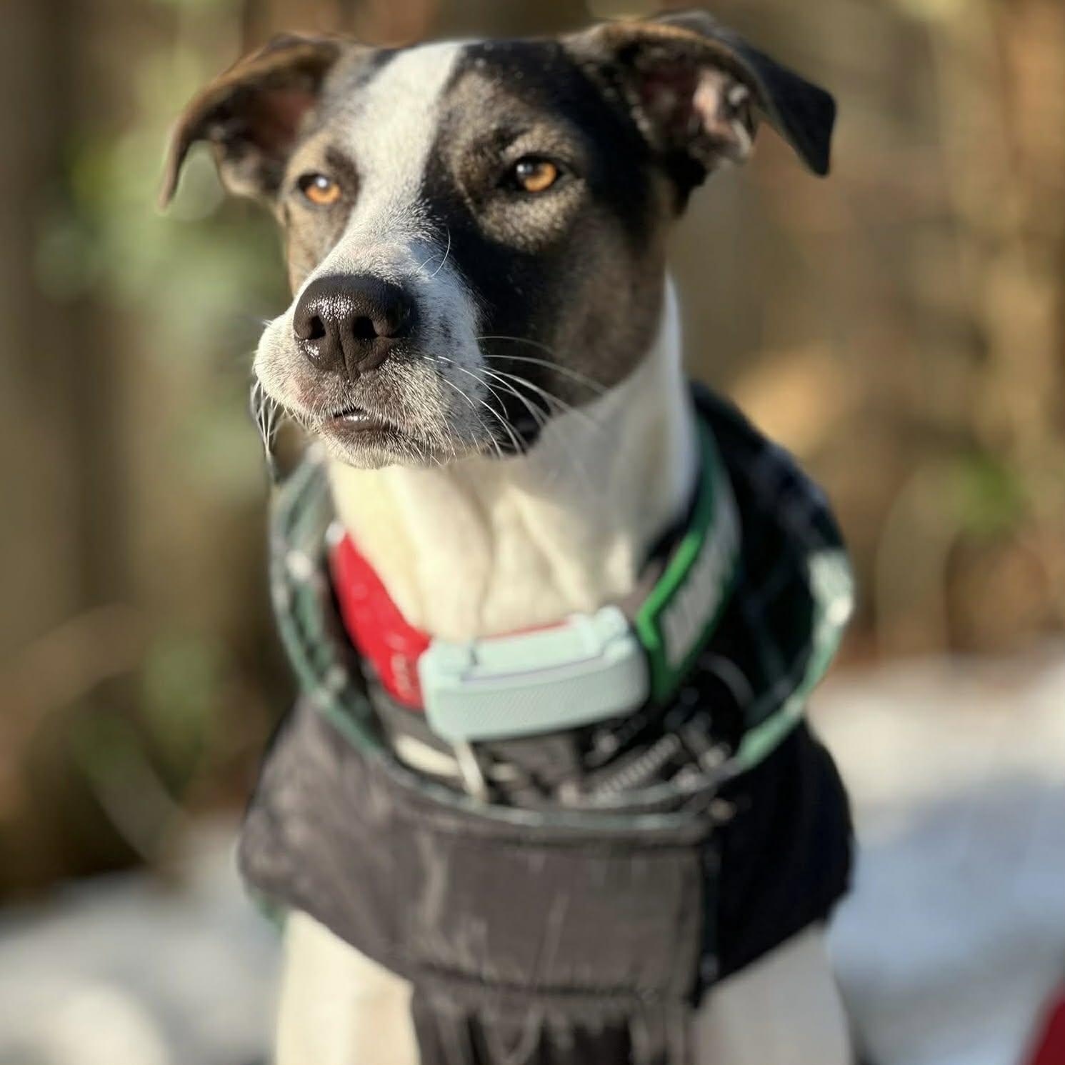 Enlarge Zoe, a Adoptable mixed breed in Brantford, ON image 5/6