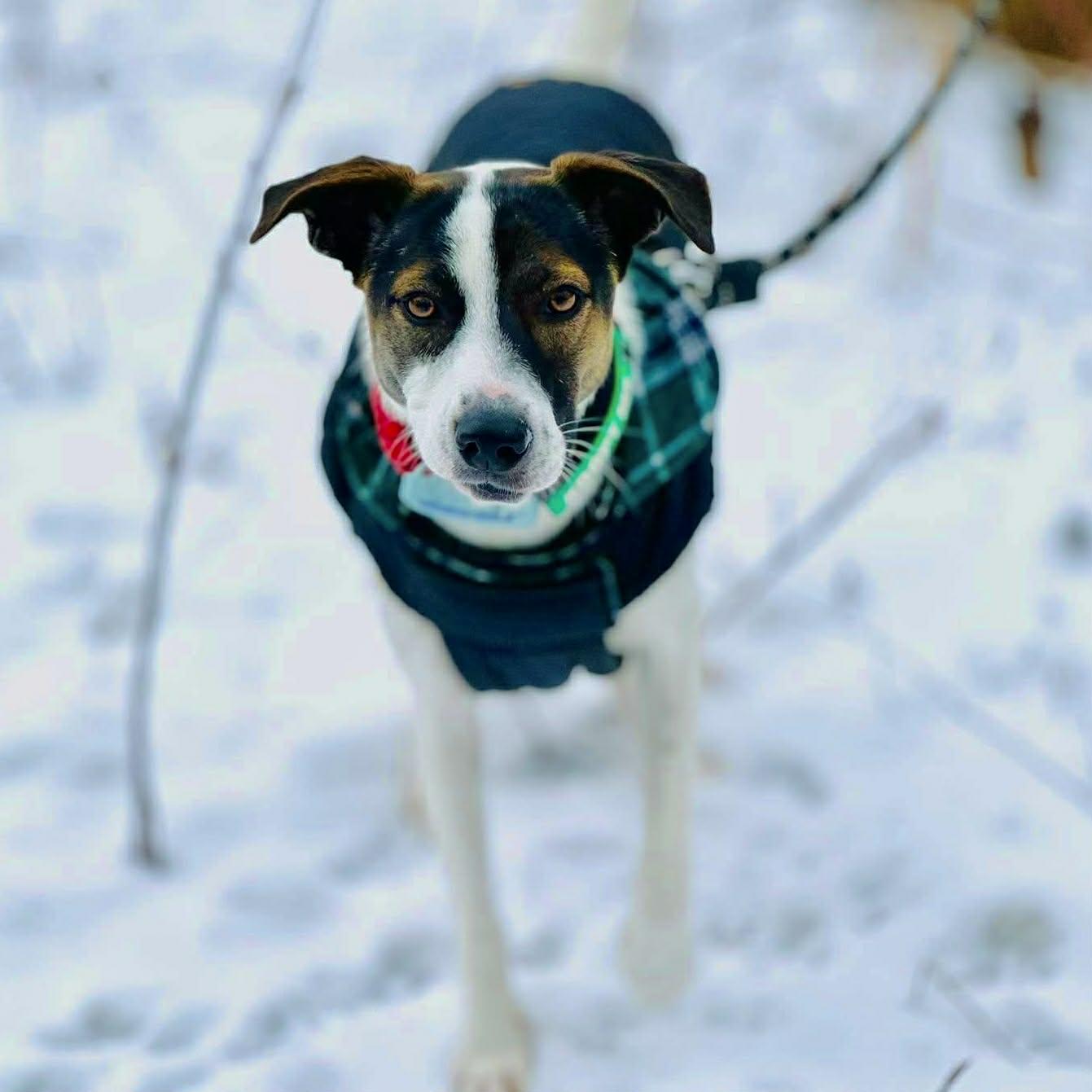 Enlarge Zoe, a Adoptable mixed breed in Brantford, ON image 3/6