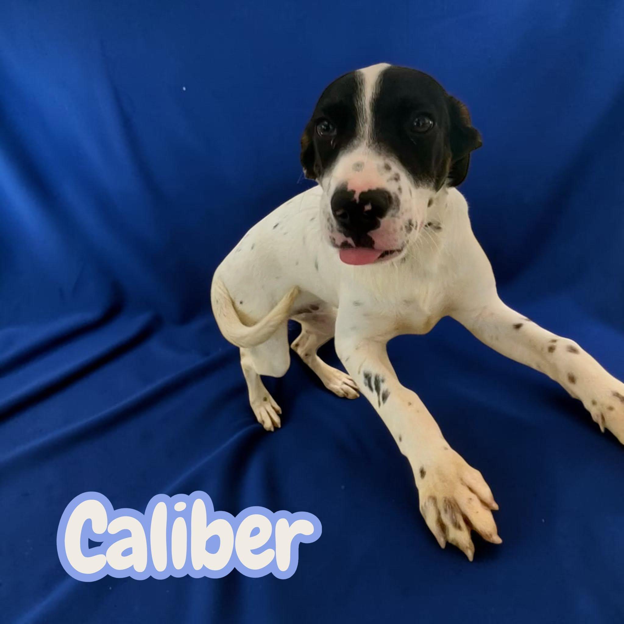 Enlarge Caliber - sweet, curious and snuggly, a Adoptable mixed breed in Lexington, NC image 5/5