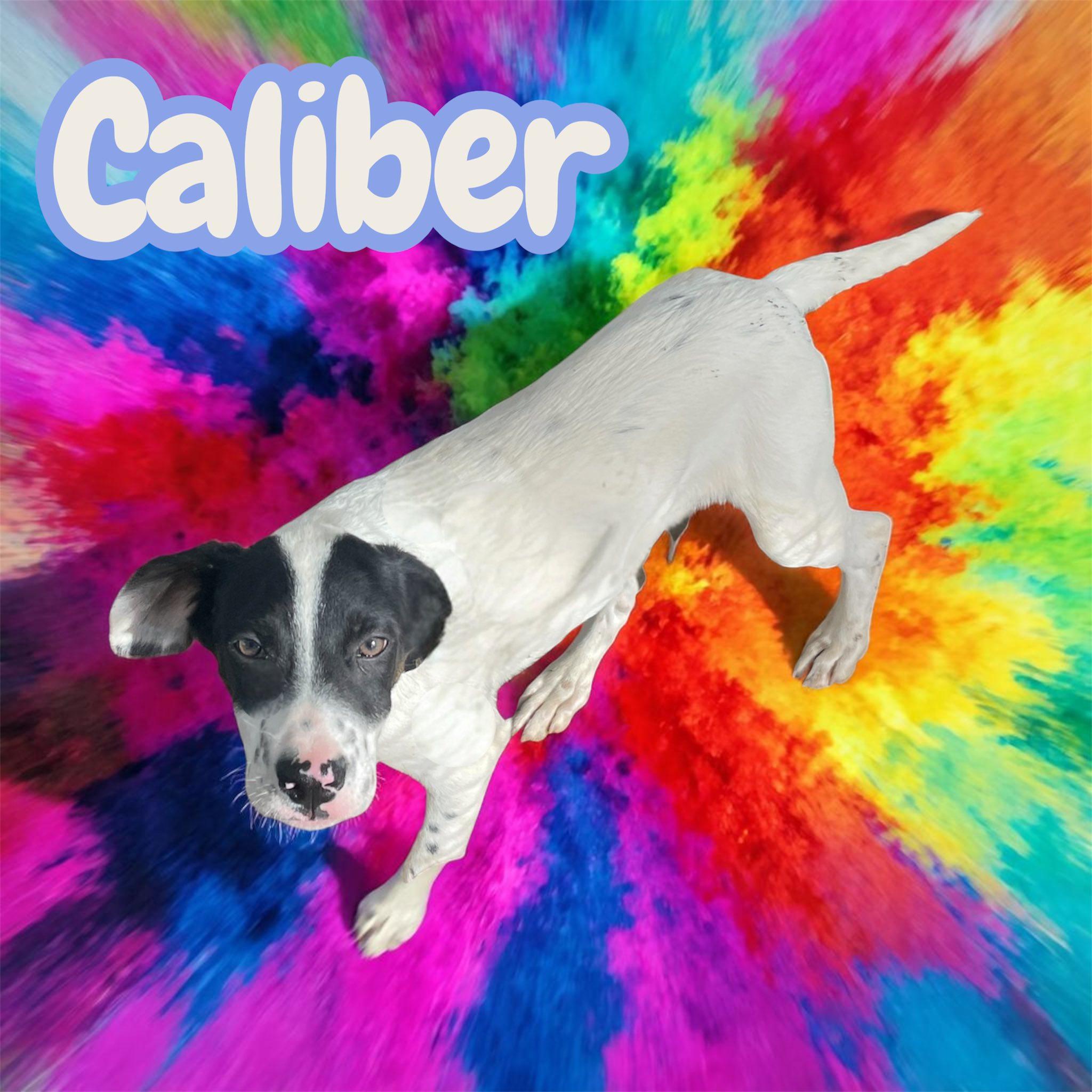 Enlarge Caliber - sweet, curious and snuggly, a Adoptable mixed breed in Lexington, NC image 2/5