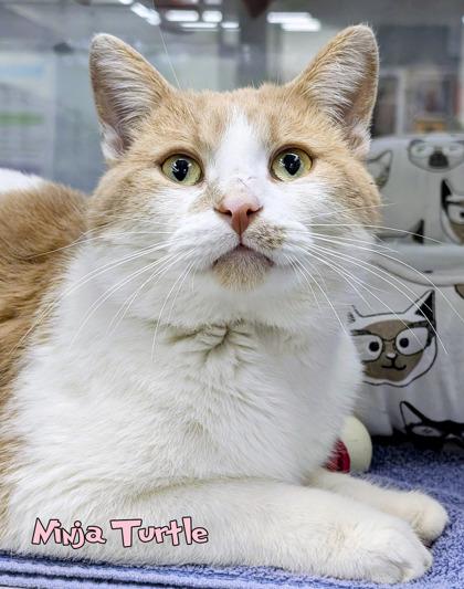 Ninja Turtle, Adoptable, Adult Male Domestic Short Hair & Domestic Short Hair.