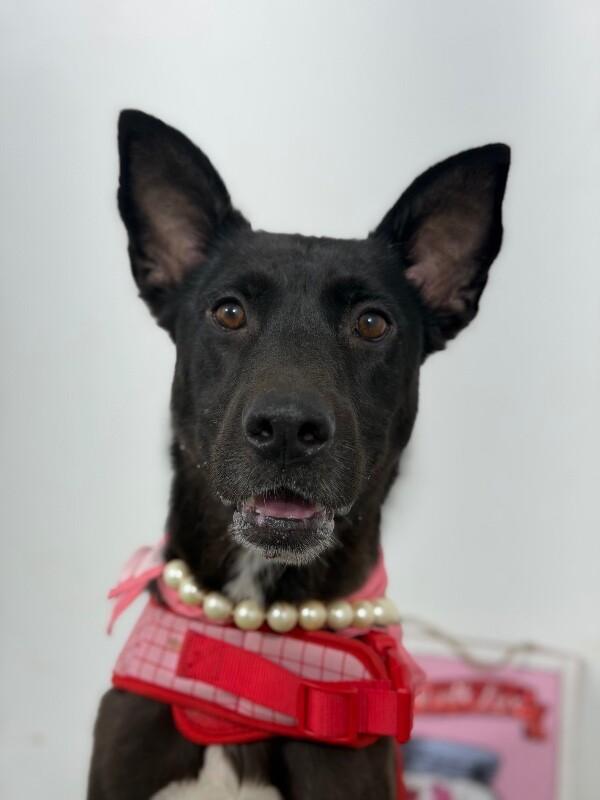 Sabrina-One of our Amazing Rescue Dogs photo