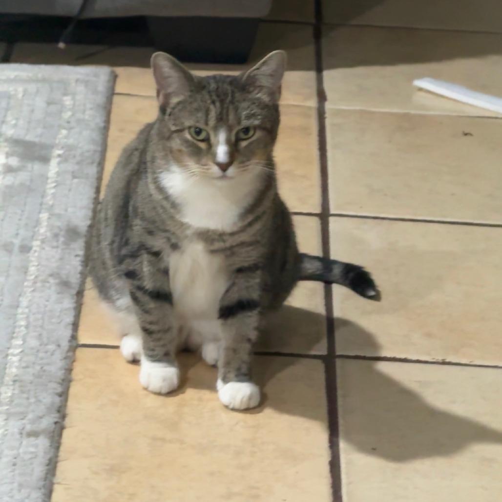 Lilly, Adoptable, Adult Female Domestic Short Hair.