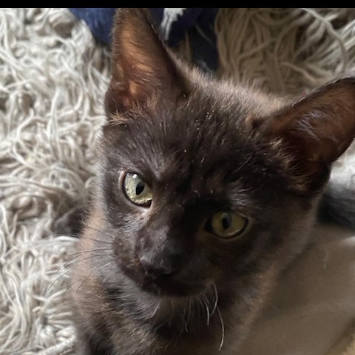 Enlarge Bandit, a Adoptable mixed breed in Omaha, NE image 1/5