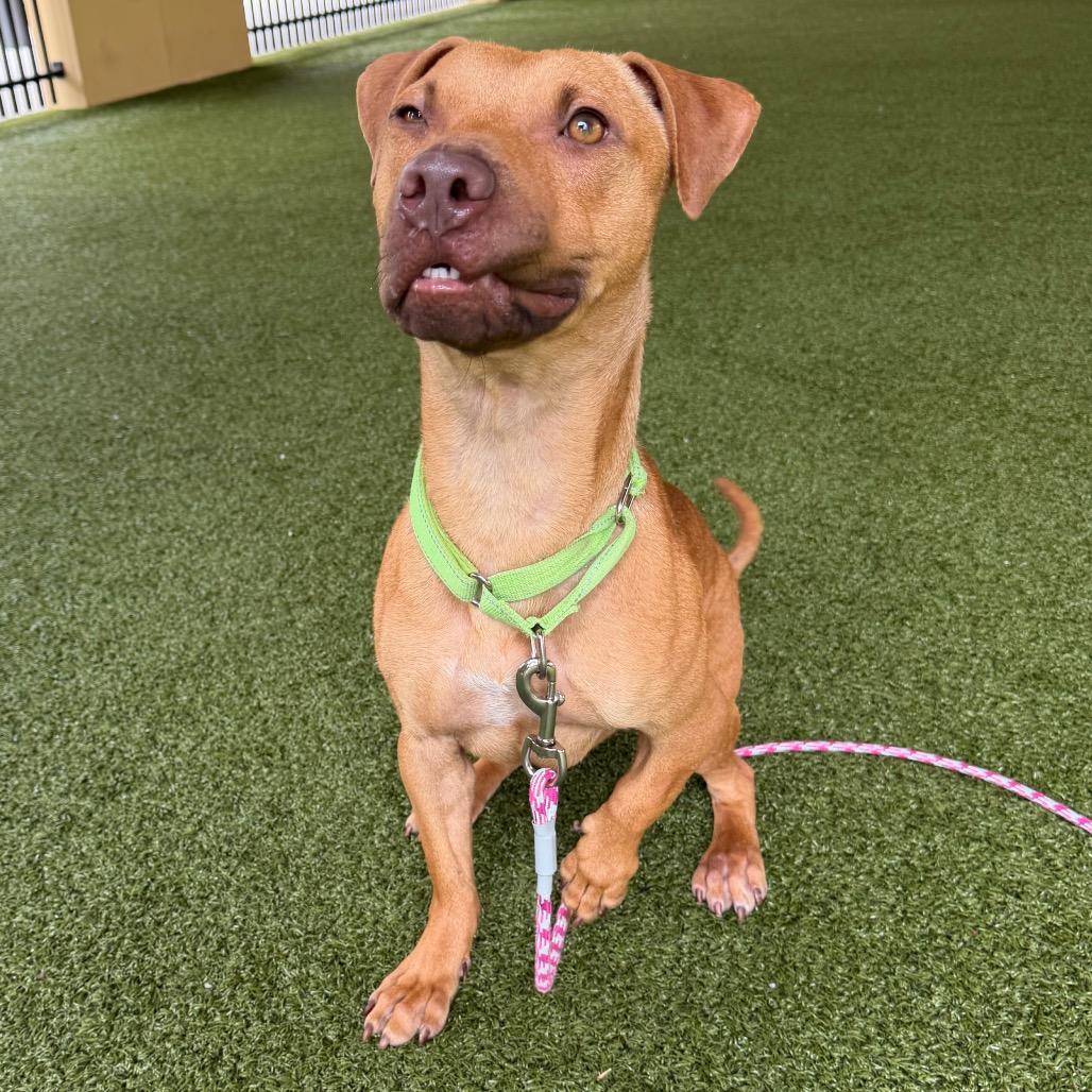 Buck, Adoptable, Young Male American Bulldog & Hound.