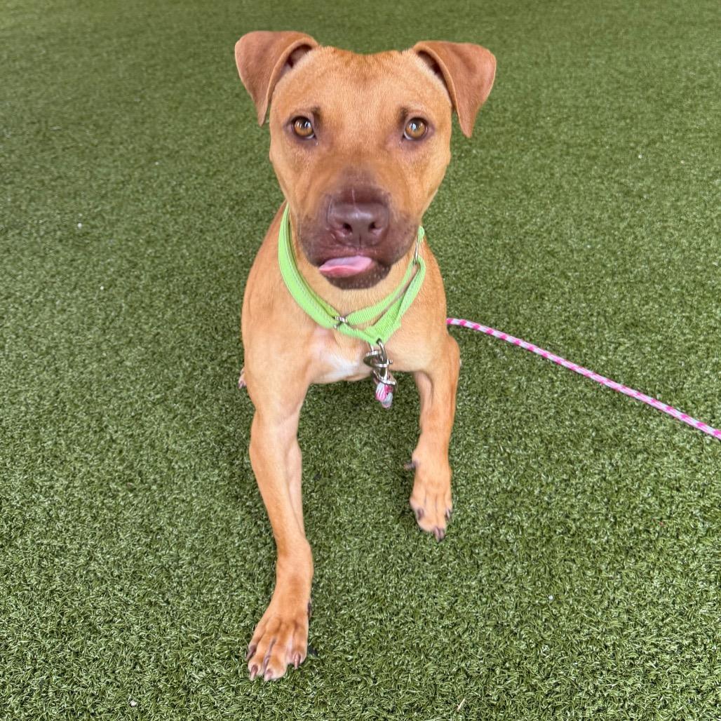 Enlarge Buck, a Adoptable mixed breed in West Palm Beach, FL image 2/6