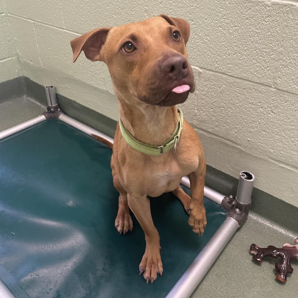 Enlarge Buck, a Adoptable mixed breed in West Palm Beach, FL image 3/6