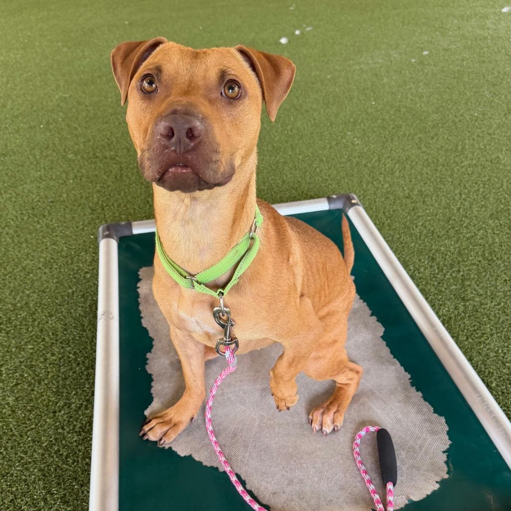 Enlarge Buck, a Adoptable mixed breed in West Palm Beach, FL image 4/6
