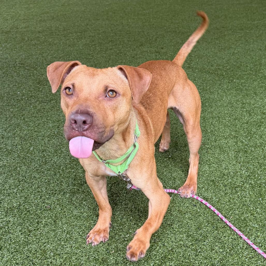 Enlarge Buck, a Adoptable mixed breed in West Palm Beach, FL image 5/6