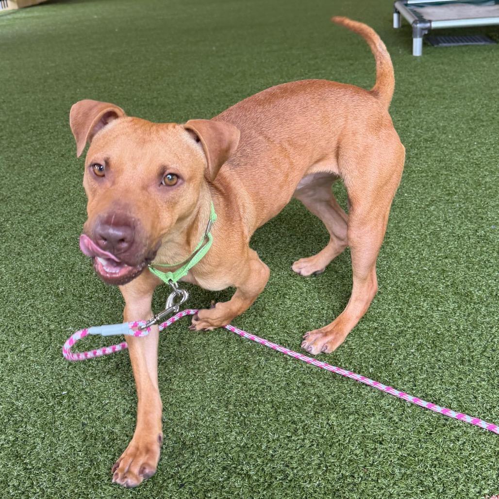 Enlarge Buck, a Adoptable mixed breed in West Palm Beach, FL image 6/6