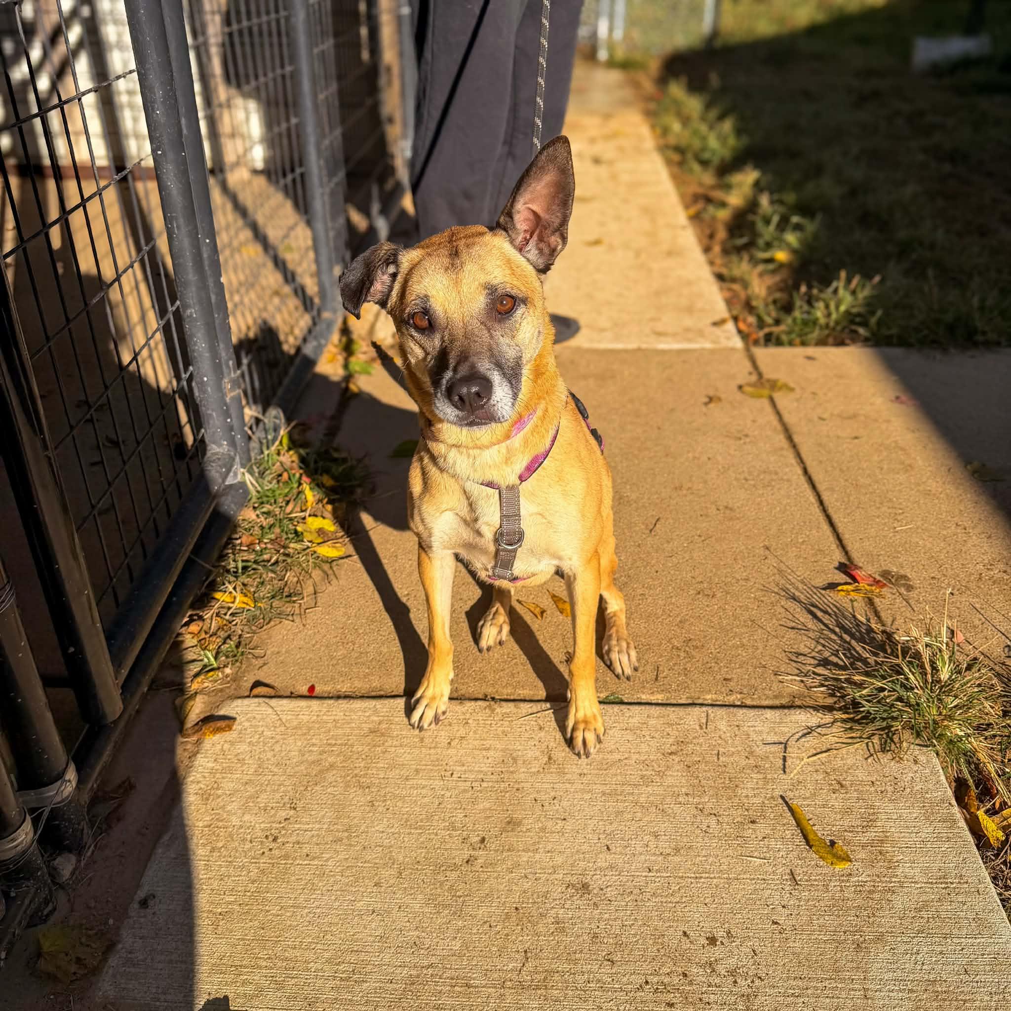 Enlarge Nobel, a Adoptable mixed breed in Monticello, IN image 2/2