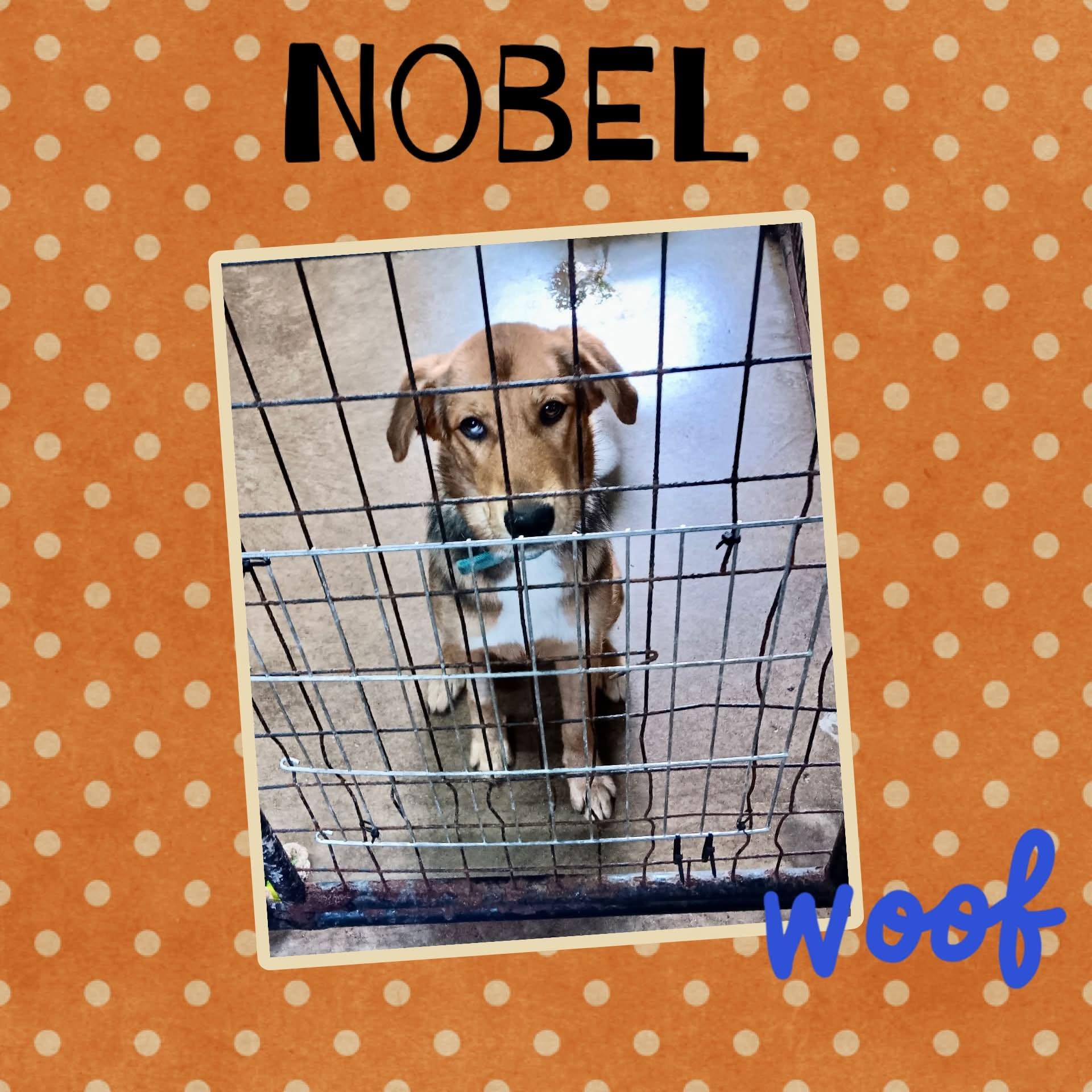 Enlarge Nobel, a Adoptable mixed breed in Monticello, IN image 1/2