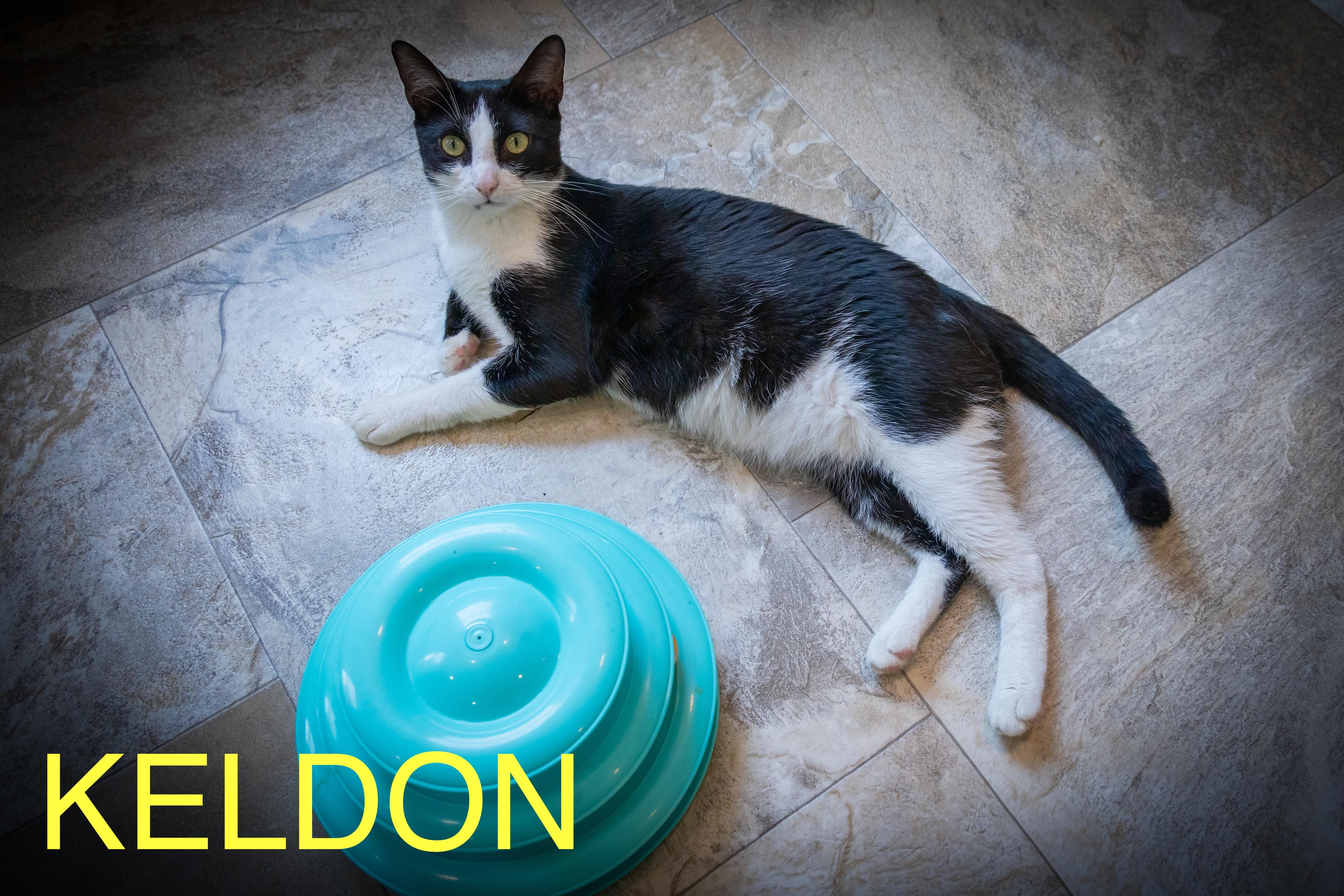 Keldon (FCID# 06/09/2025 - 22 Brookhaven PS) C