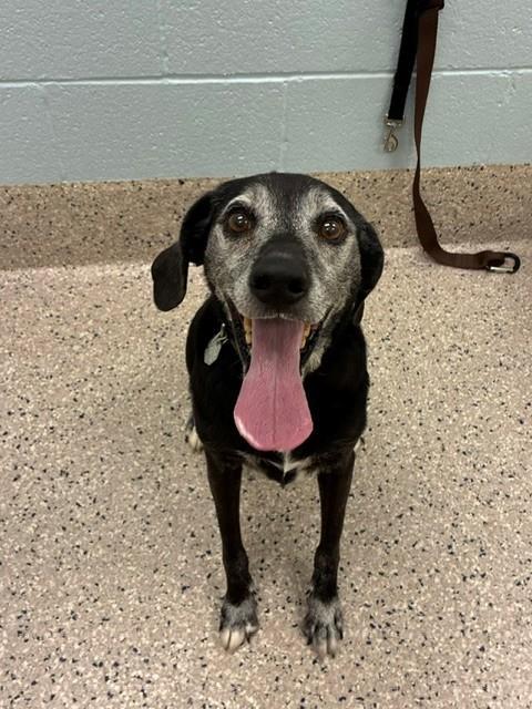 AMMO, Adoptable, Senior Male Plott Hound & Mixed Breed.