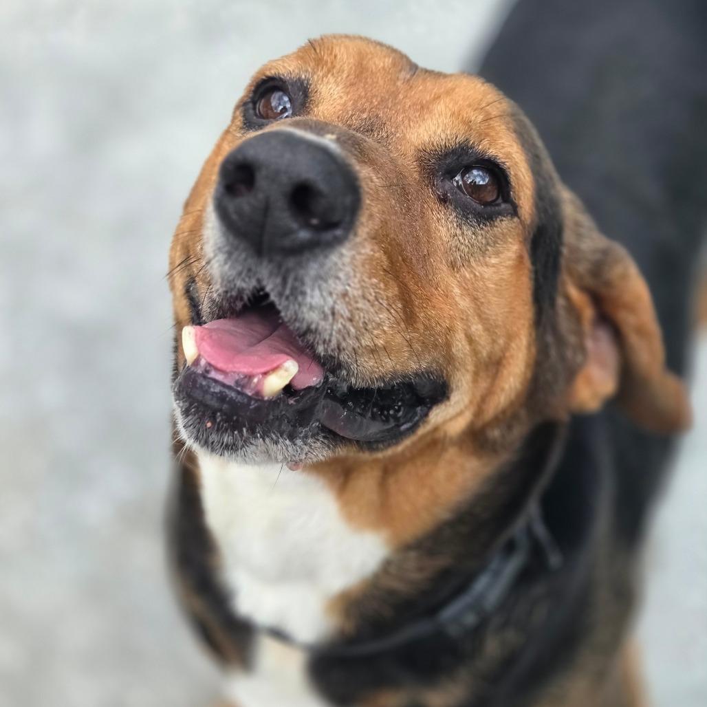 Enlarge Leonard, a Adoptable Mixed Breed in Red House, WV image 1/4
