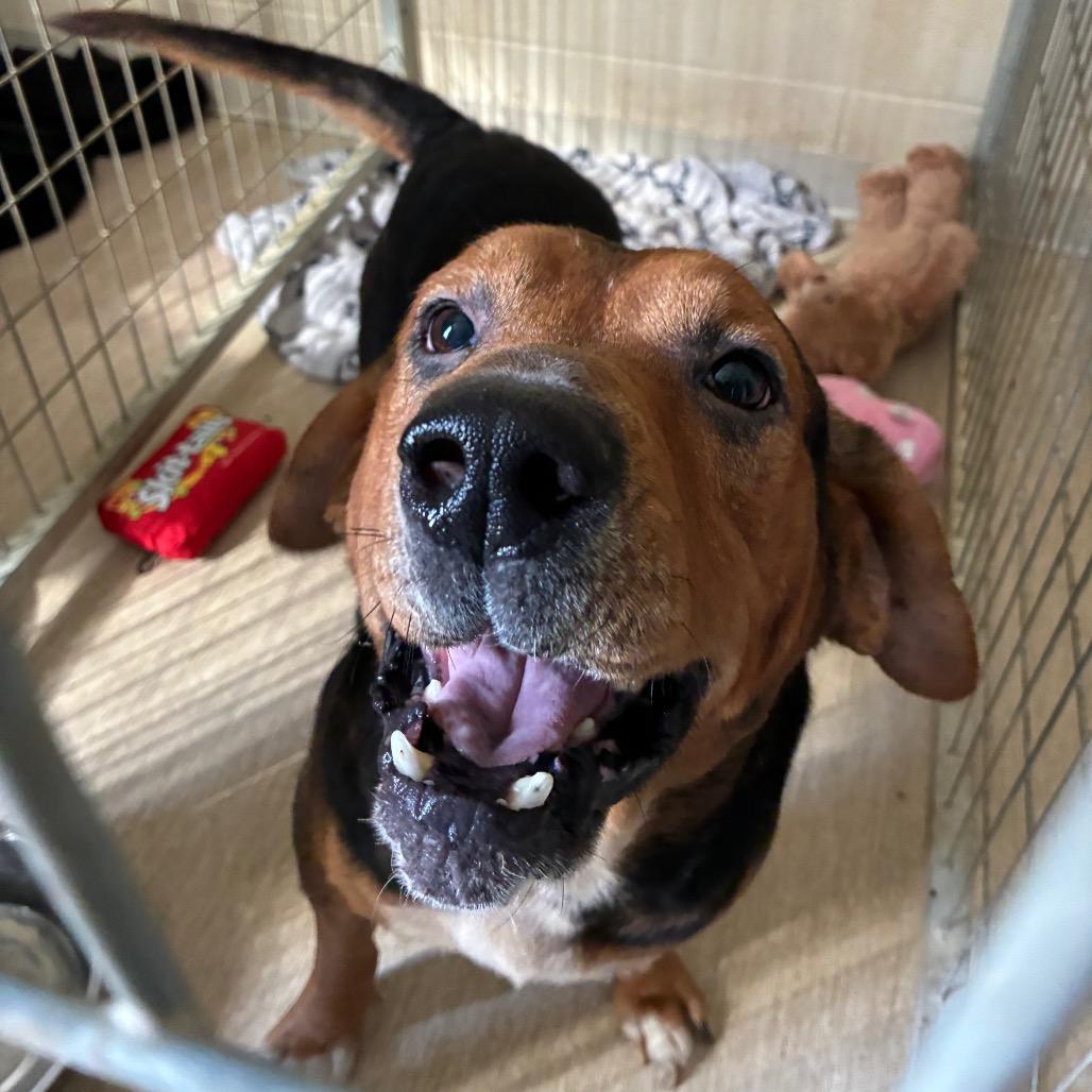 Leonard, Adoptable, Adult Male Mixed Breed.