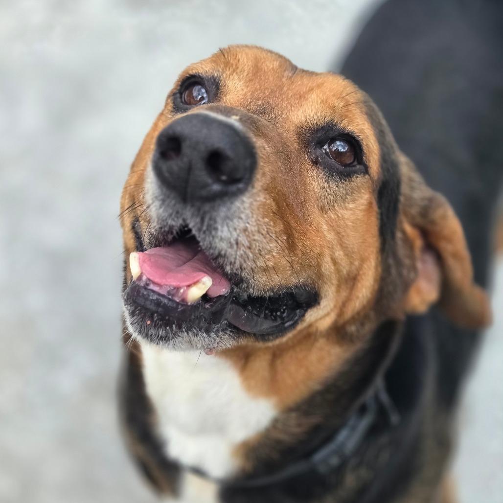 Enlarge Leonard, a Adoptable Mixed Breed in Red House, WV image 3/4