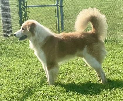 Jasper, a Adoptable Australian Shepherd in Glasgow, KY image 2/2